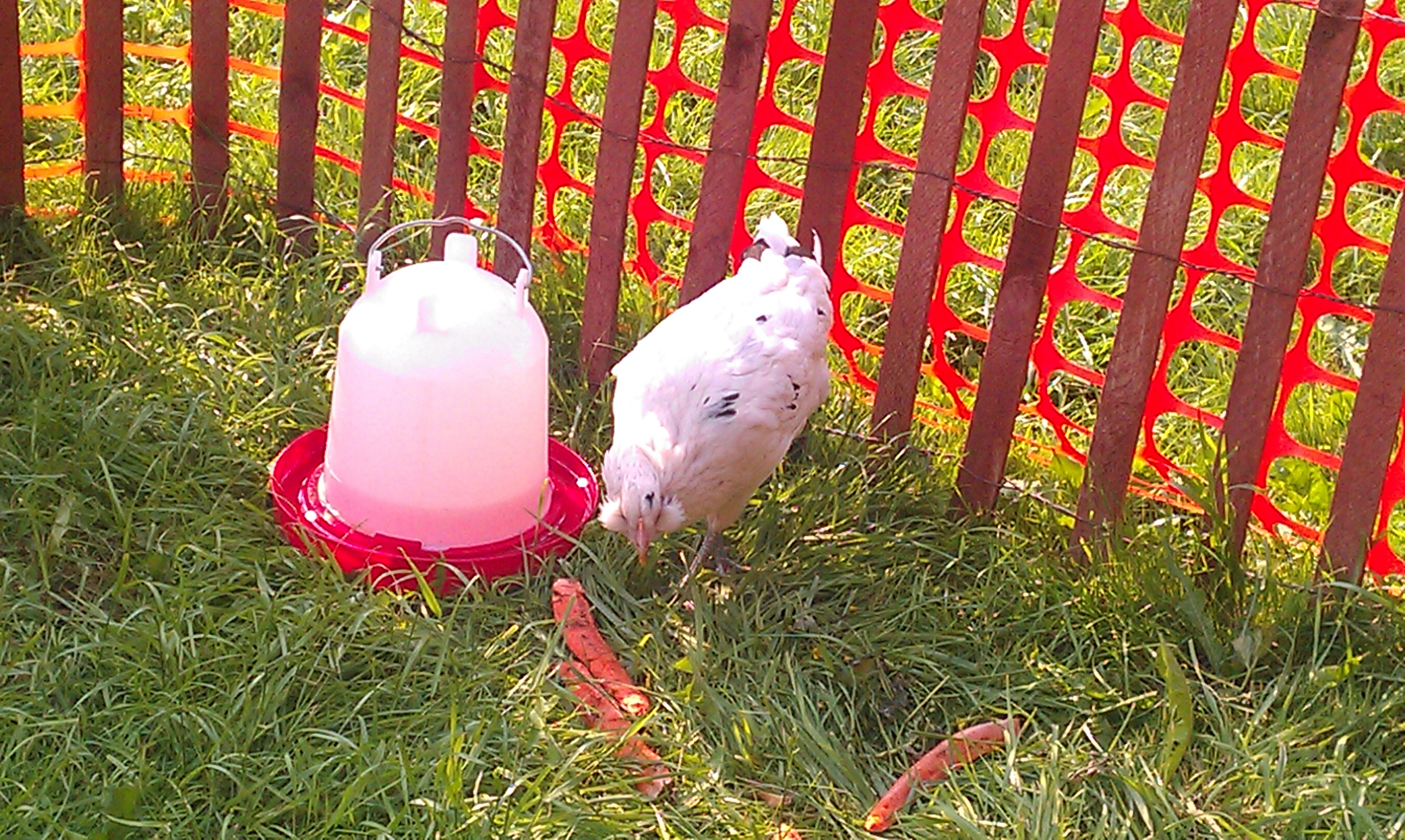 Here is my other EE, Holly, having a snack of carrots.