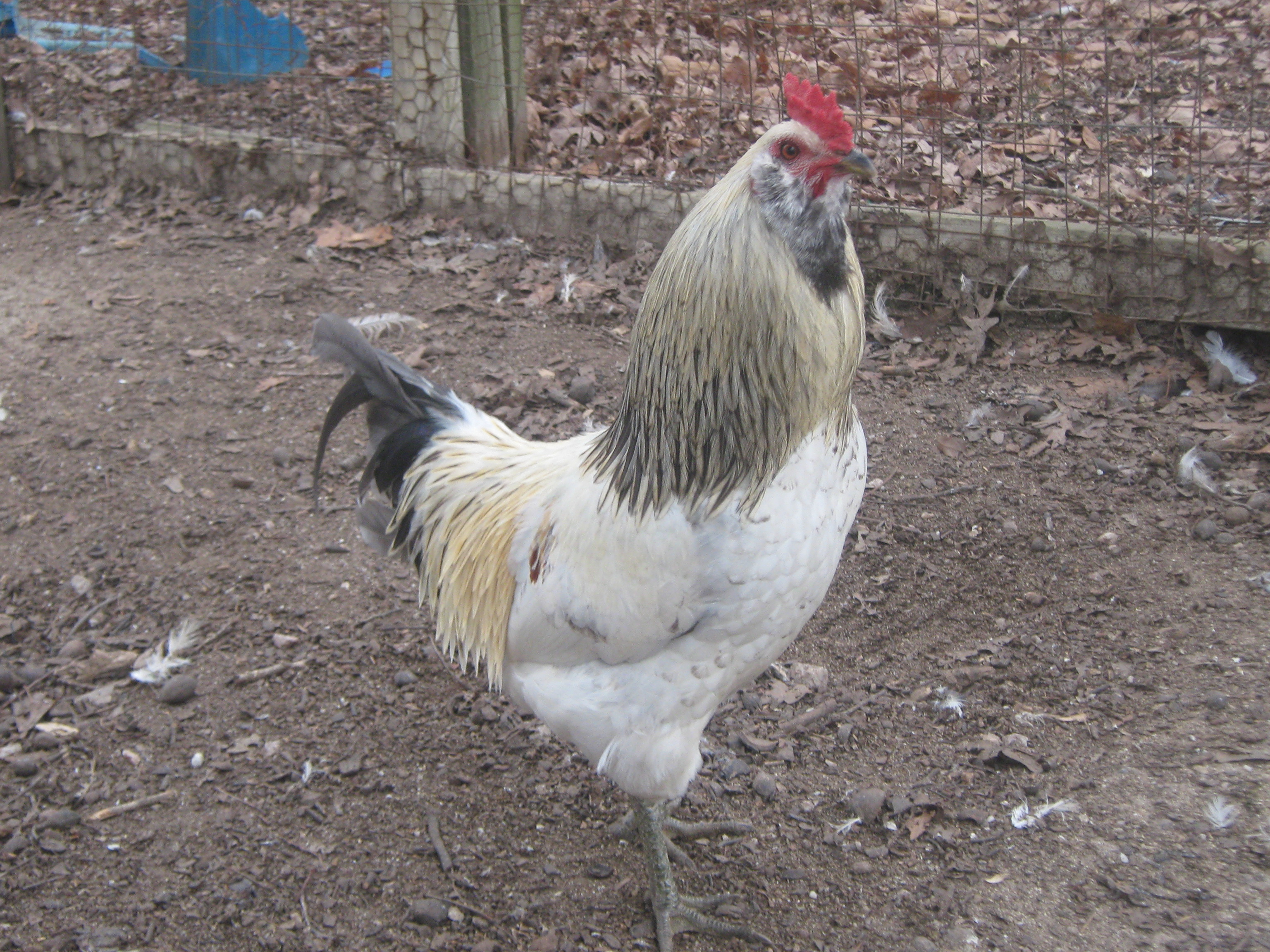 here is my other Roo ( that lived) that I got all at the same time that were so sickly and wormy good old Fucnky chicken Earl... he is still just a nut and so fun to watch..