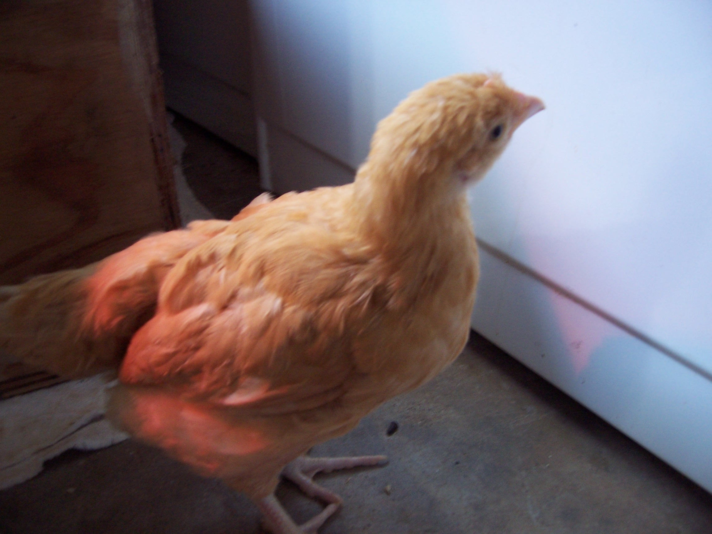 Here is my pullet, Butter, about maybe around 6 weeks old just outside the brooder.