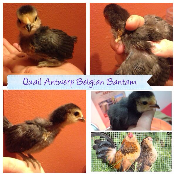 Here is my Quail Antwerp Belgian Bantam. It always lays down pretty flat in my hand like please don't eat me! lol Got this one when it was a week old so wasn't able to get a picture of its wing tips.