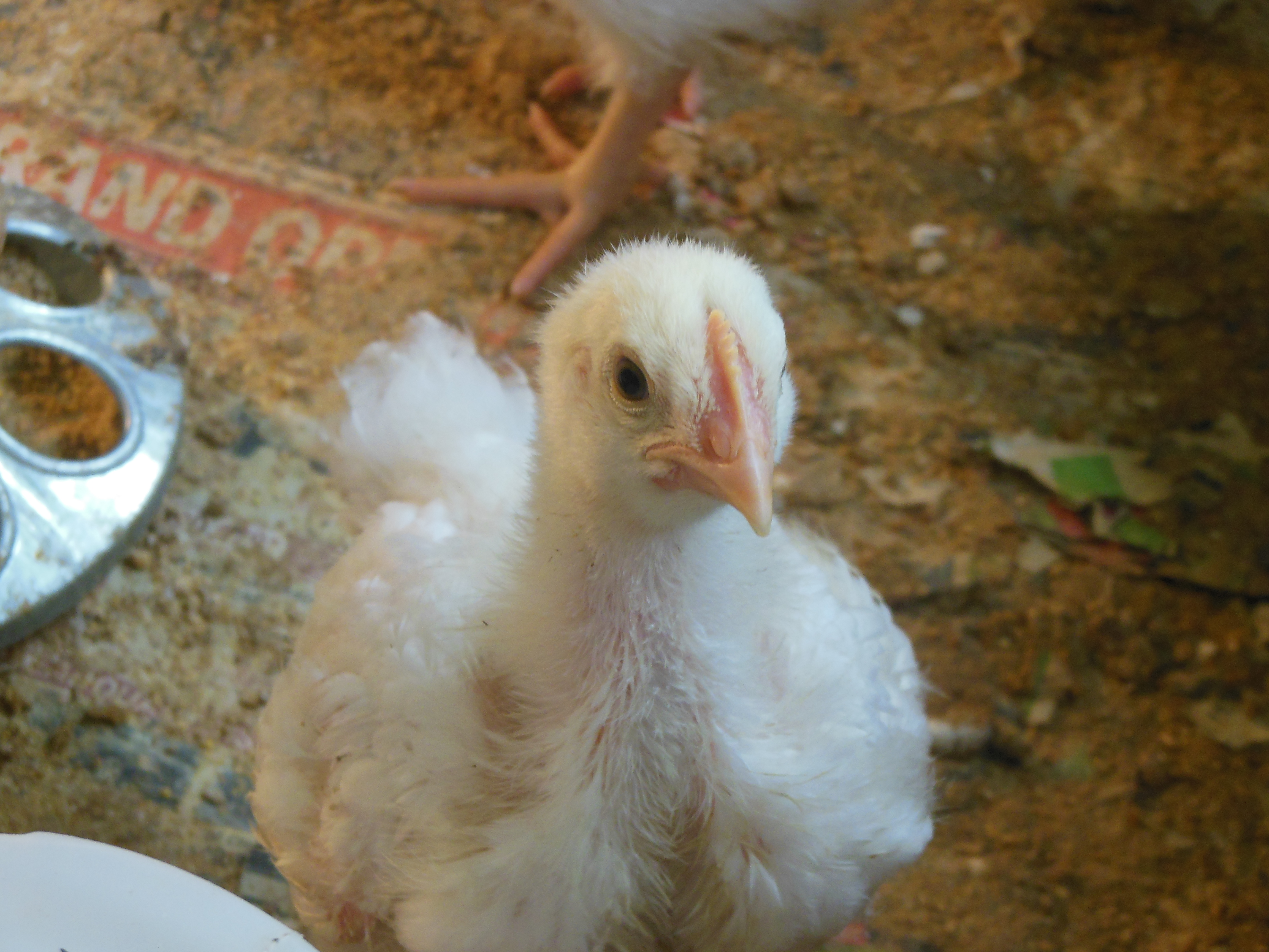 Here is one of my meat birds