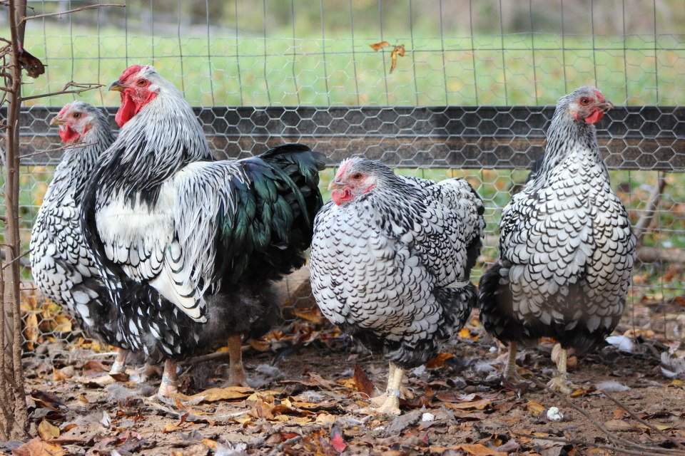 Here is one of our flocks of silver laced wyandottes. Copernicus the rooster and his many ladies. Flock #1
