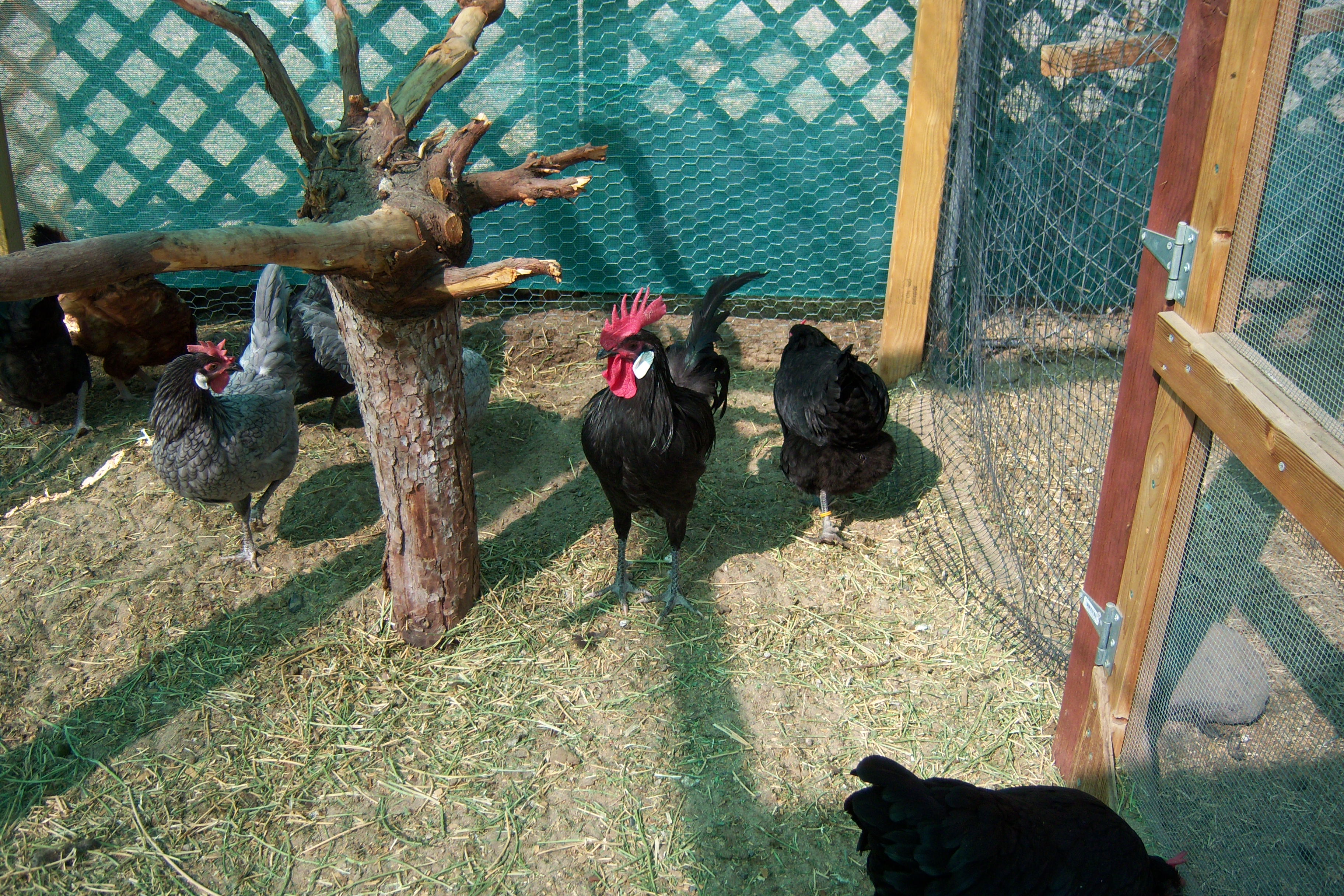 Here is our big Brave (rooster), his name is Henry