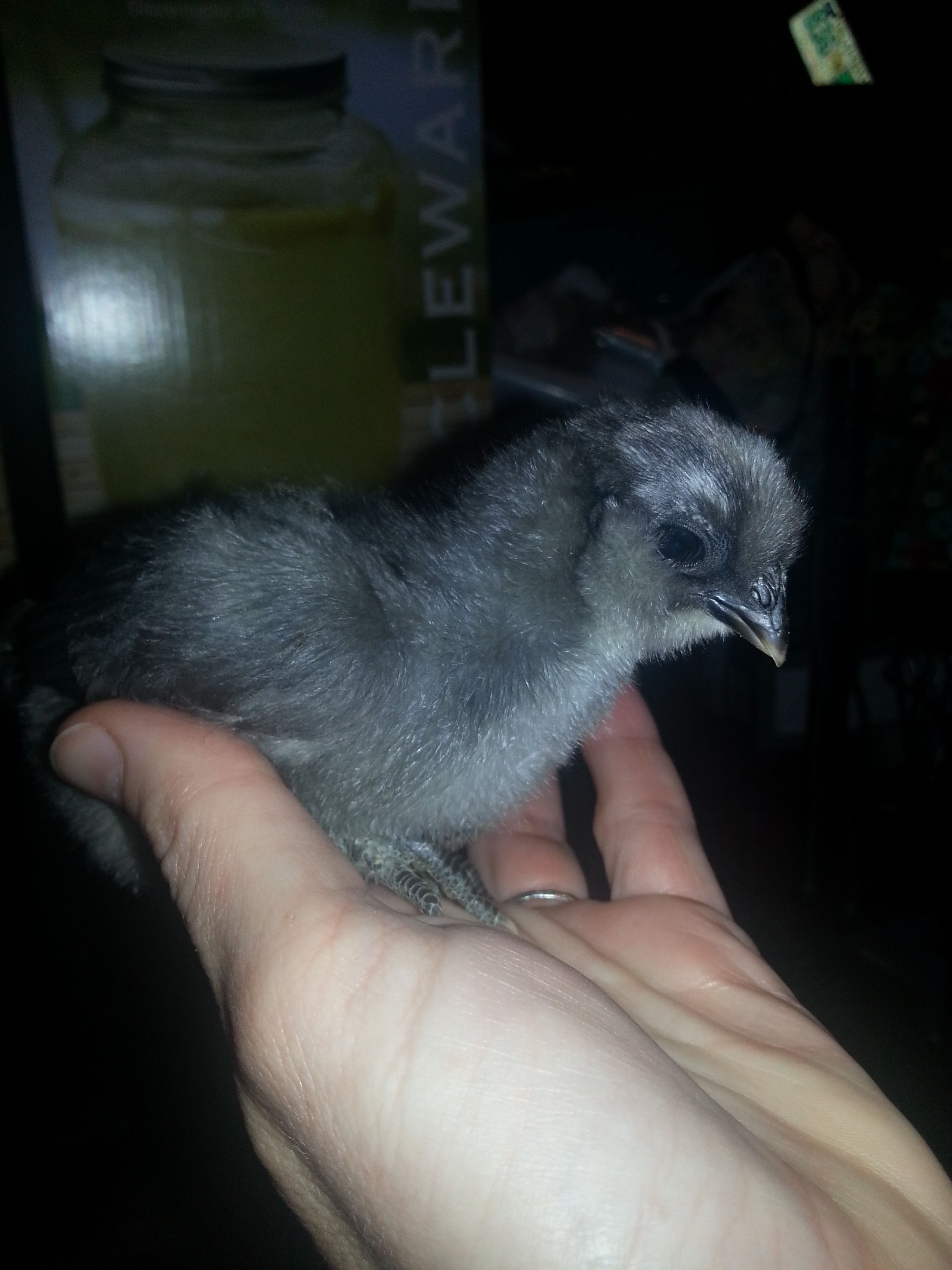 Here is our little Manny at about 3 days old.  He looks a lot like his silkie dad at this point!  N