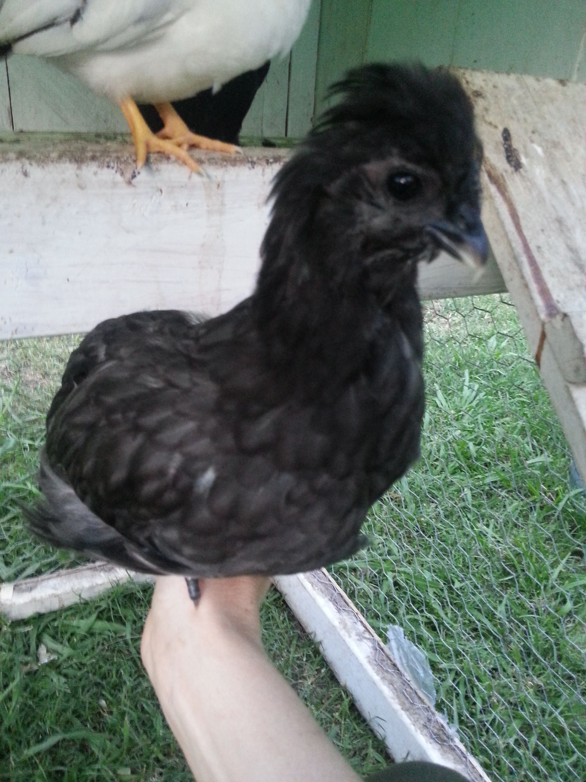 Here is our little Manny chicken at about 7 weeks.  Her mom is a black and white Ameraucana, and her dad is a splash Silkie.  She has the feathered feet, crown, extra toe, comb and blue ears of a silkie, but her feathers are smooth.  Her beak is getting pretty crooked at this point... but she is eating and drinking just fine