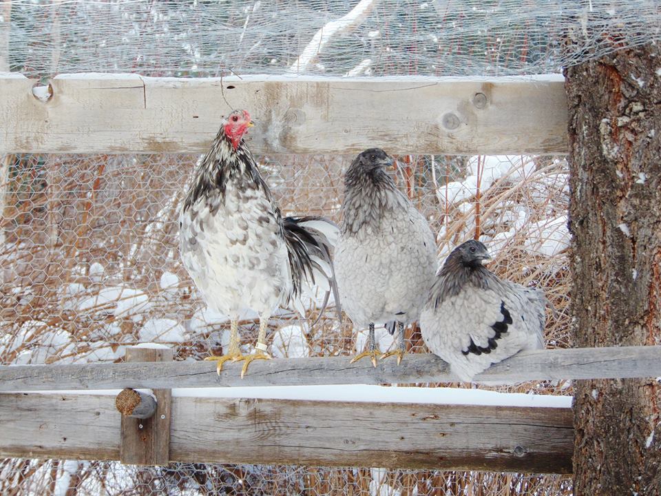 Here is Rannoch with his two ladies. Named Harlequin and Cupcake