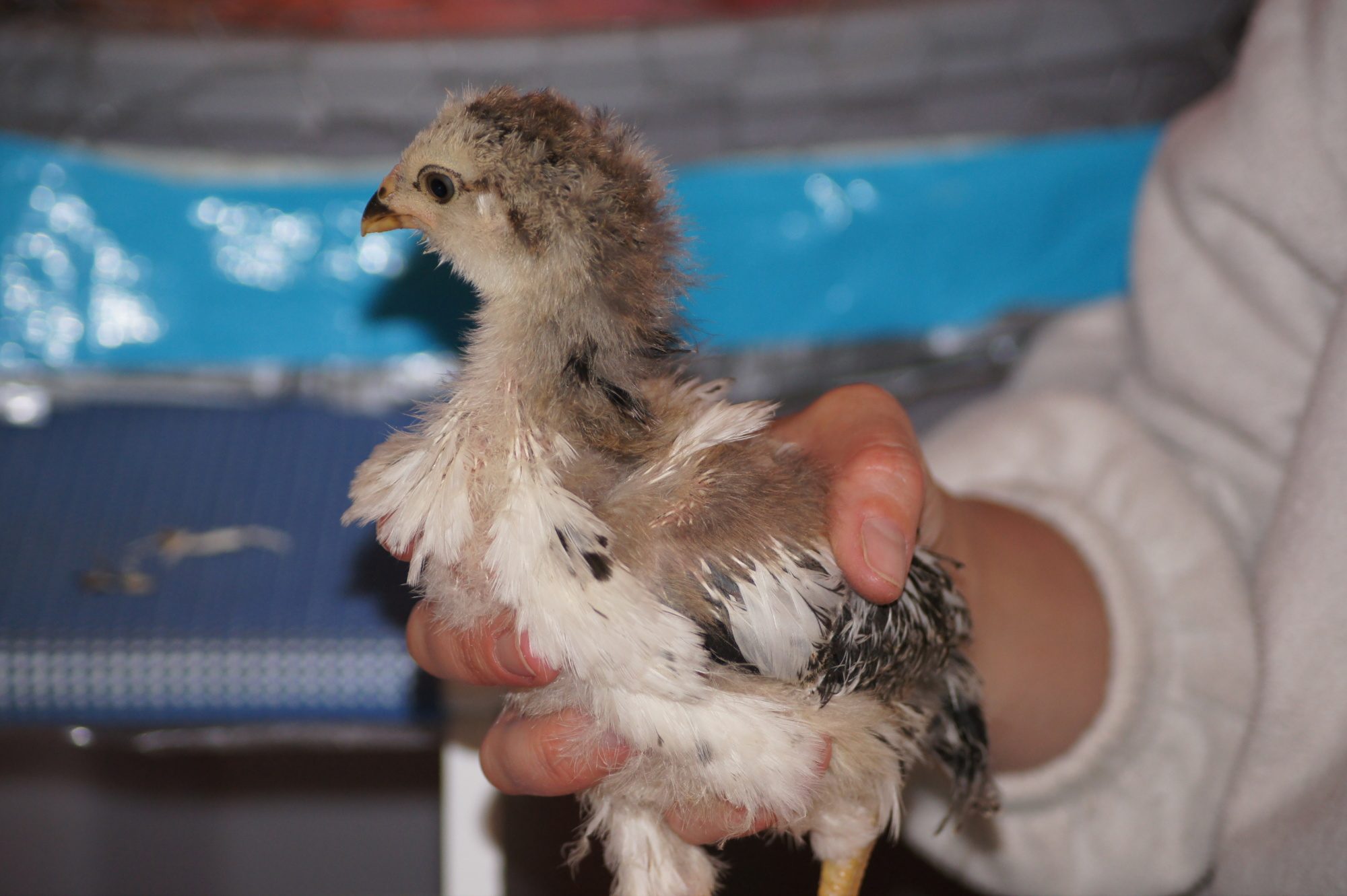 Here is Rosemary 
my most bossy and aggressive chick
she is an amercauna