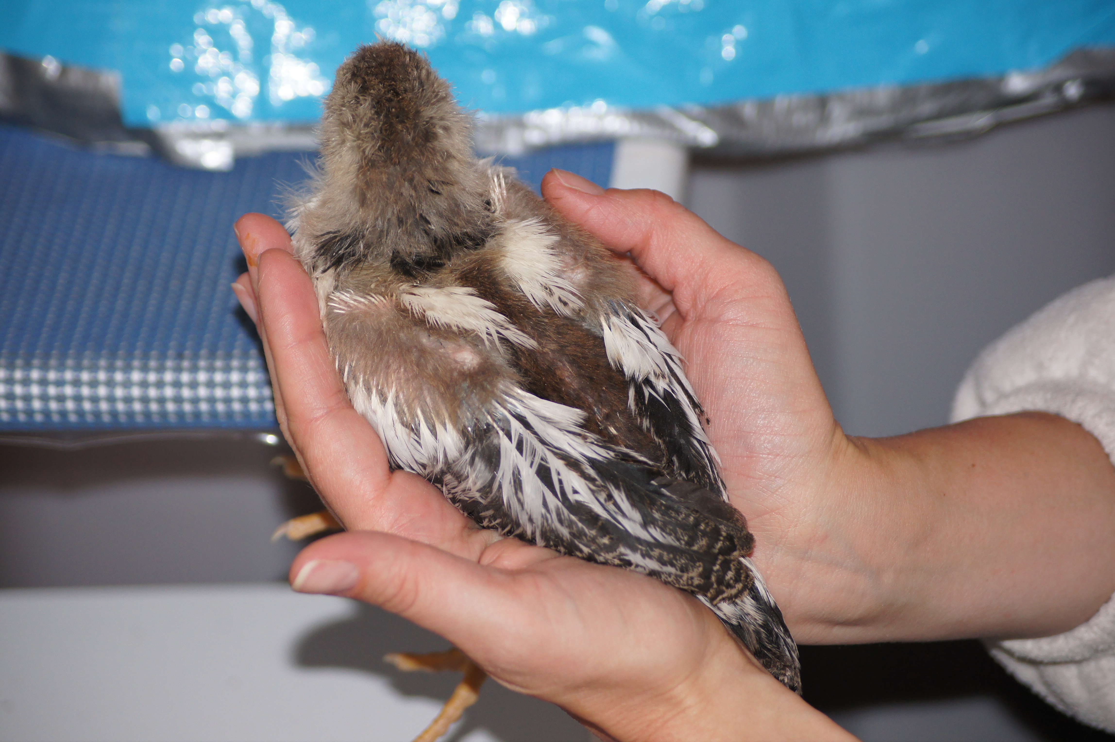 Here is Rosemary's back.
such interesting feather colors
not sure what she will look like 
all grown up