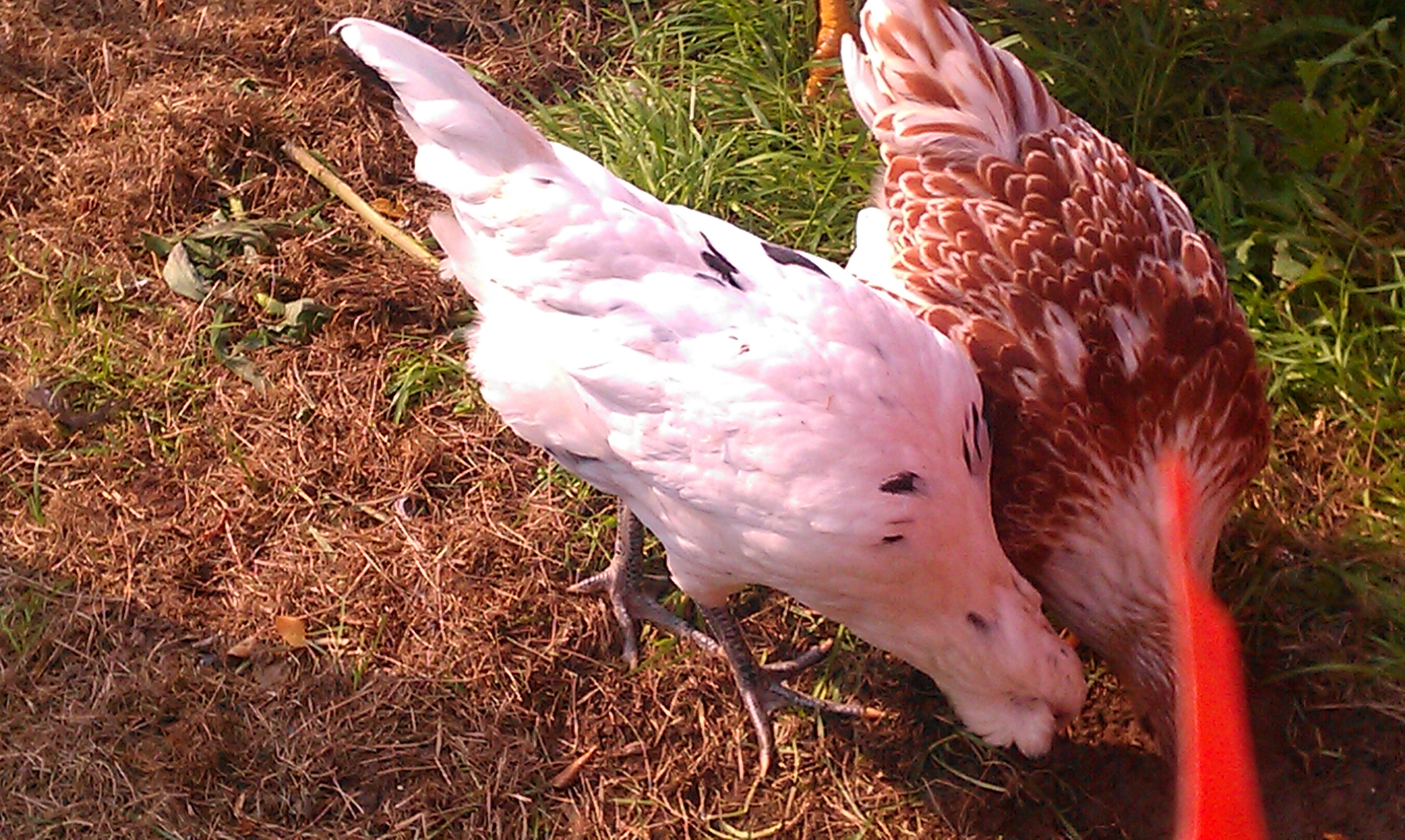 Here is Roxanne again with one of my Easter Eggers, I have no idea if they're hens or roos. I think that one is Stevie.