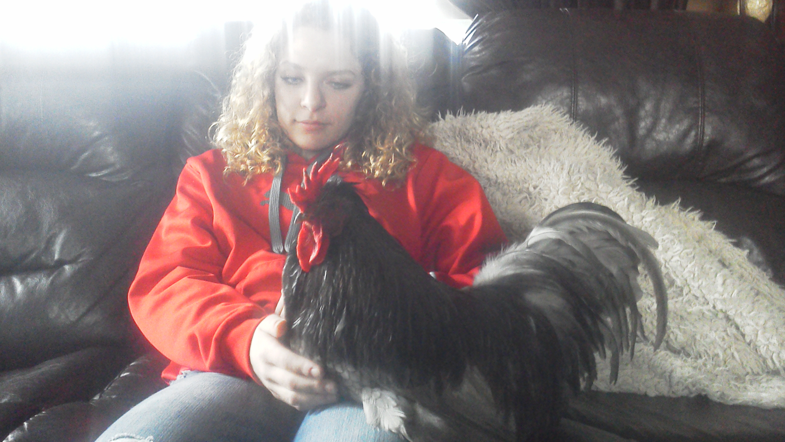 Here is Silver doing the 'dance' on Sams lap. He is an especially  loved member of the feathered family.