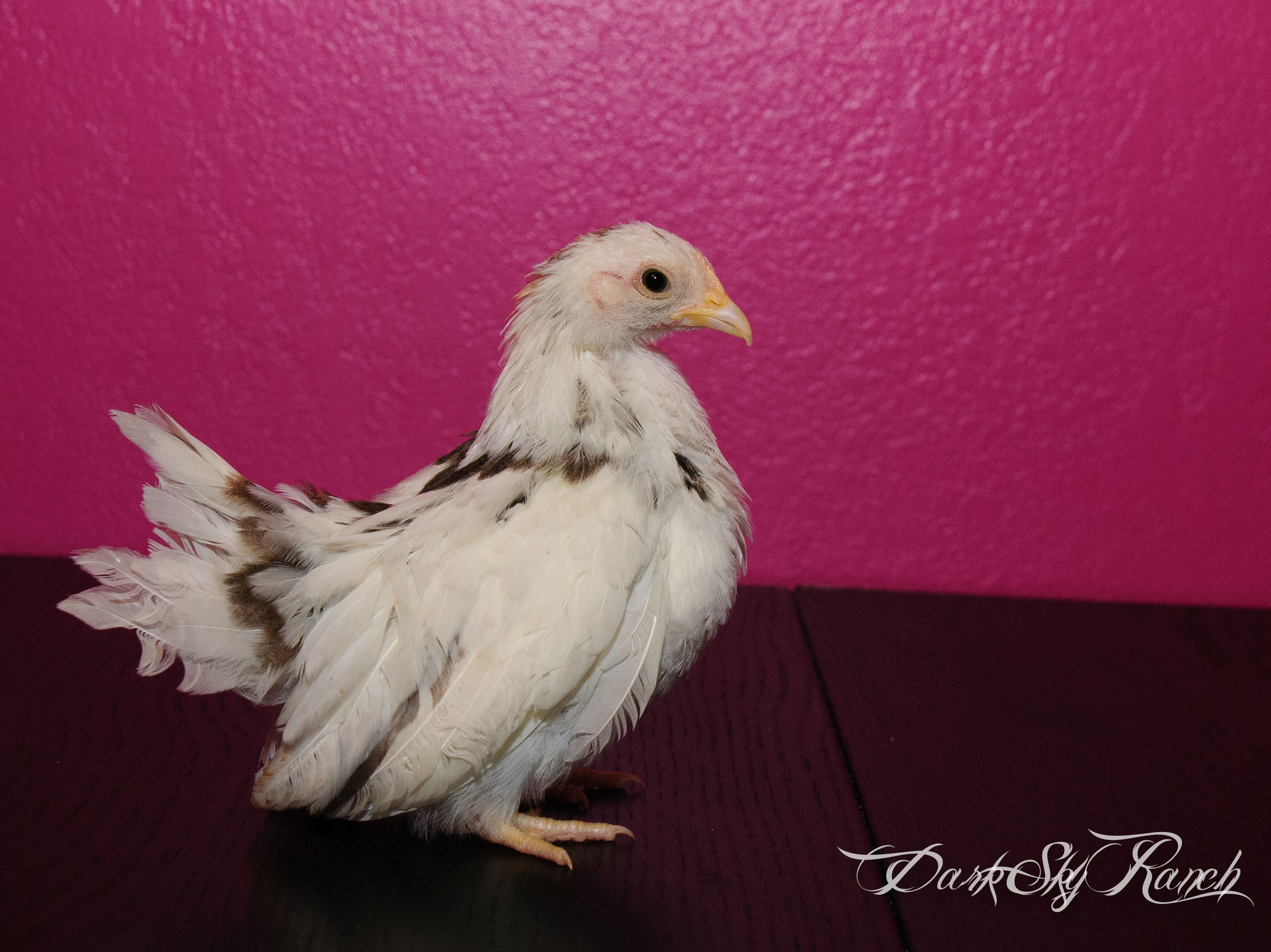 Here is the 1 month old pullet from Jerry, she has a really cool pattern on her back, but she was not photogenic today, I think she was a little camera shy.