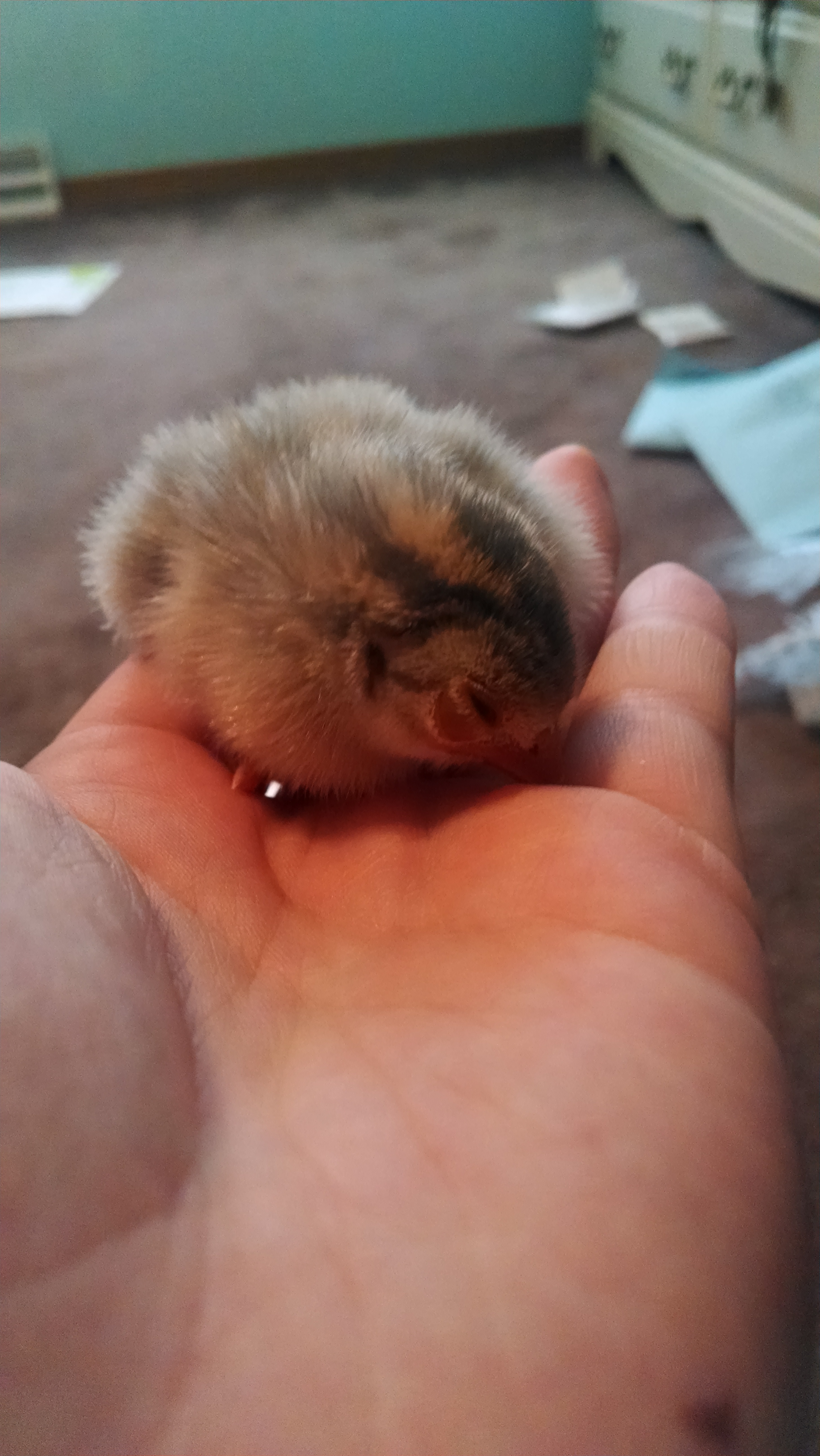 Here is the blind baby, this Guinea has big swollen pinkish eyes, I haven't figured it out quite yet how I'm going to feed the little thing, it'll have to wait until tonight. The other free chick from the auction.