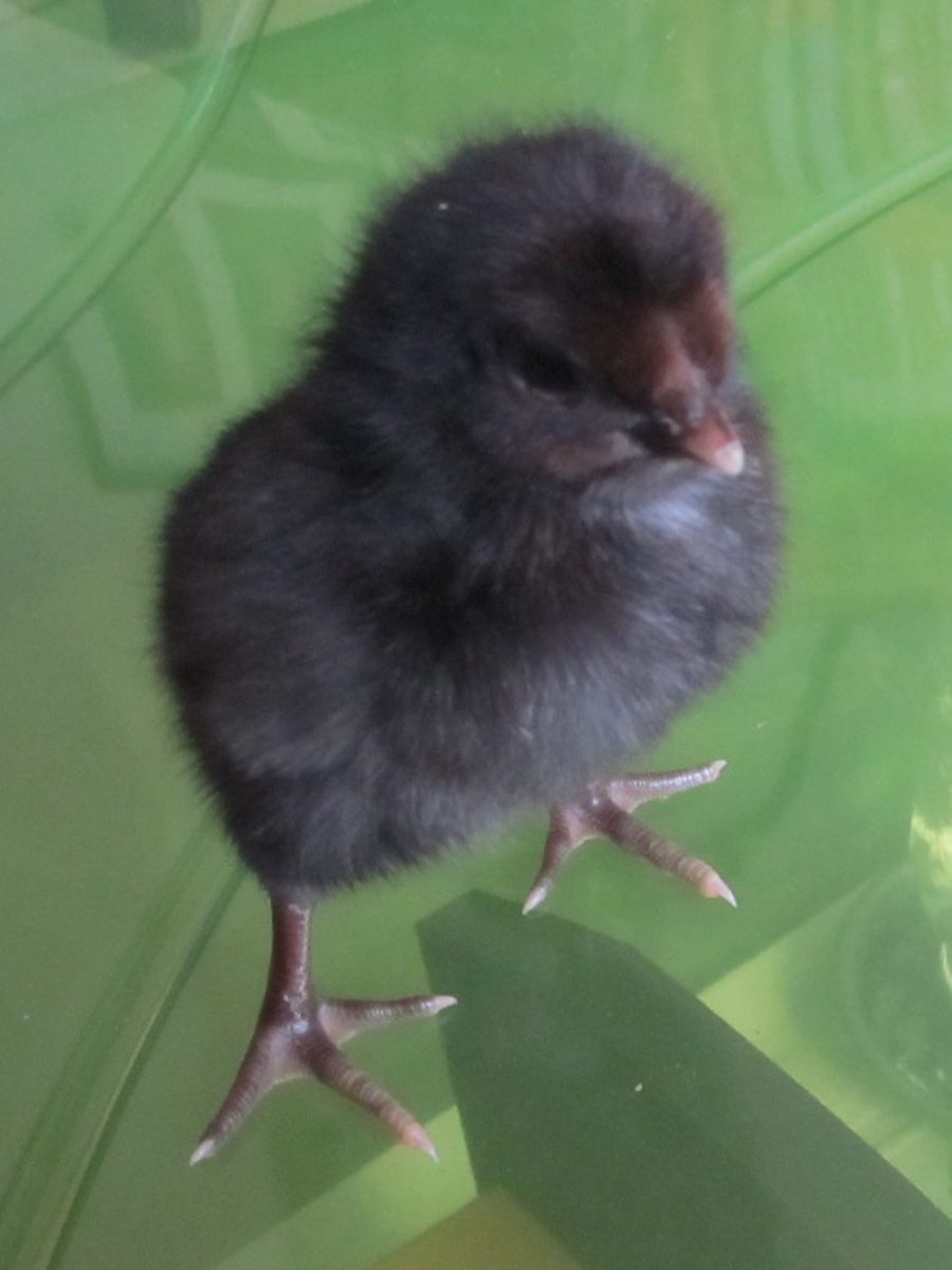 Here is the Brabanters/Black Copper Maran cross at two days.