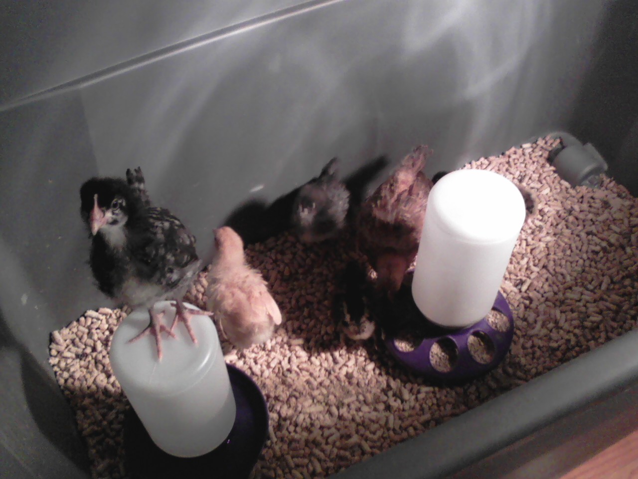 Here is the flock.  I must have changed the waterer like 10 times a day!