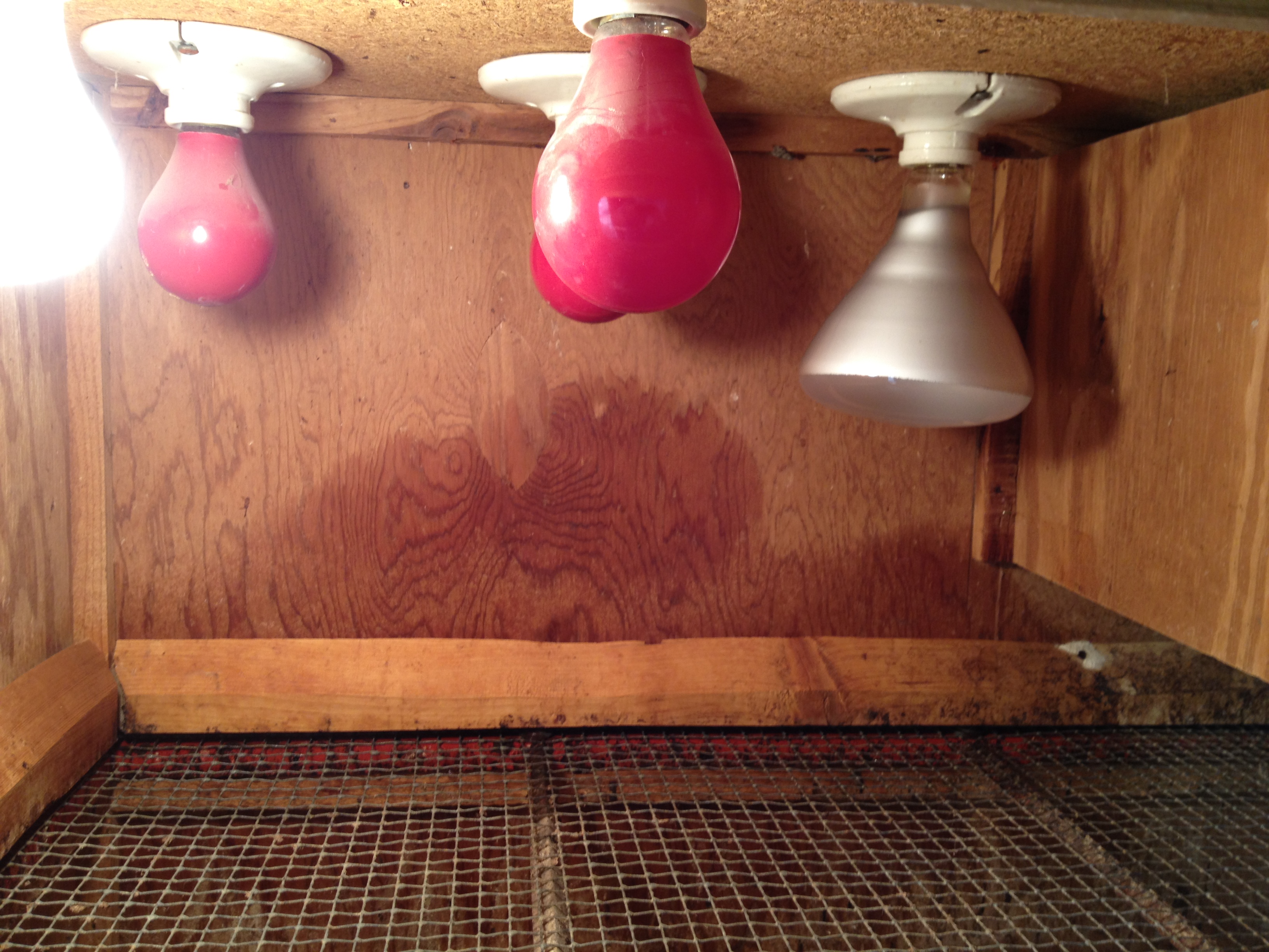Here is the inside of the first brooder compartment. The heat lamp in the rear is a 125watt from Lowe's, but I'll use red heat lamps (150watt) in all compartments where I have chicks. The back is still a little wet from cleaning.