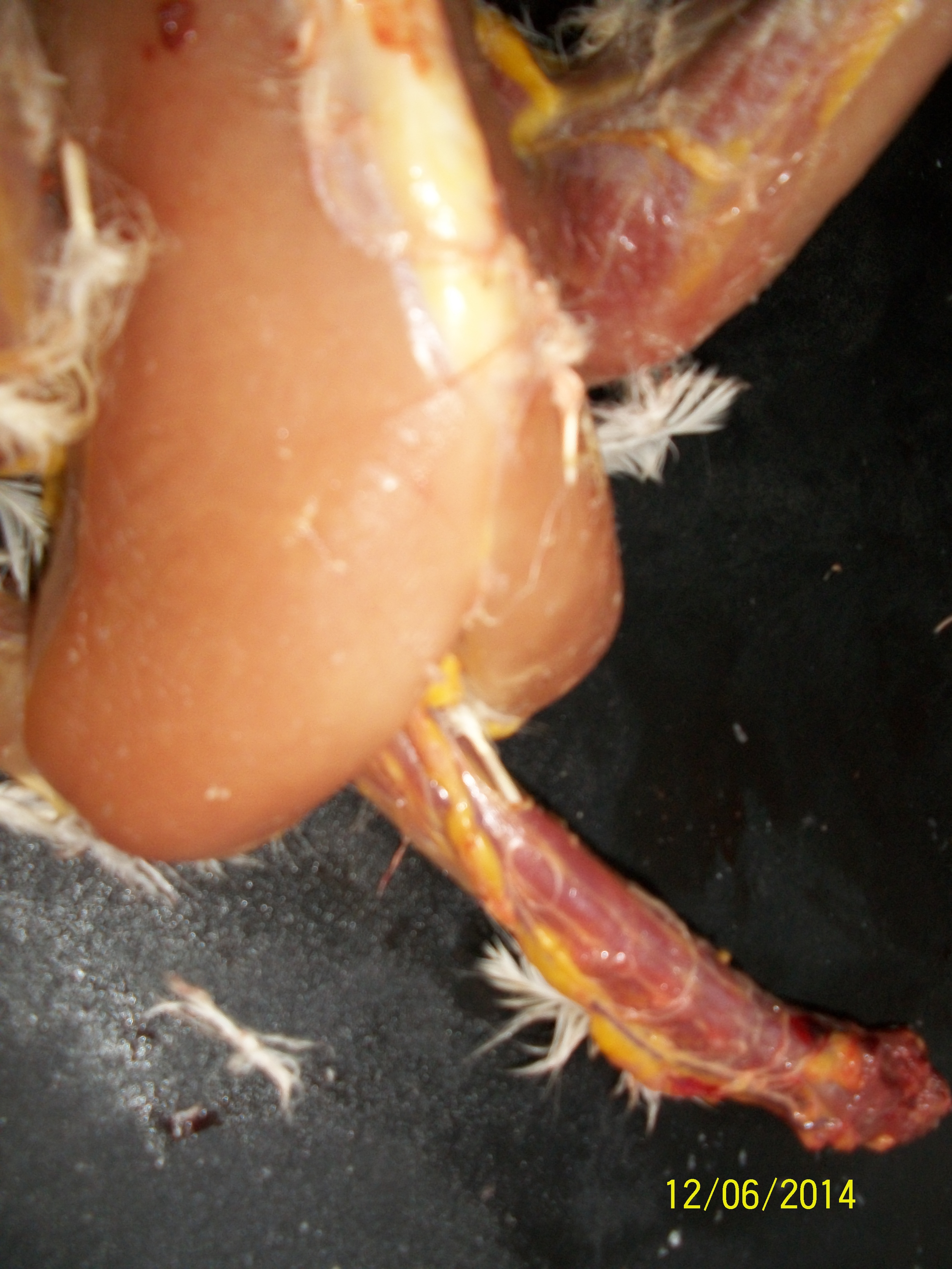 Here is the neck and chest showing the absence of the crop and other tissues found in this region.