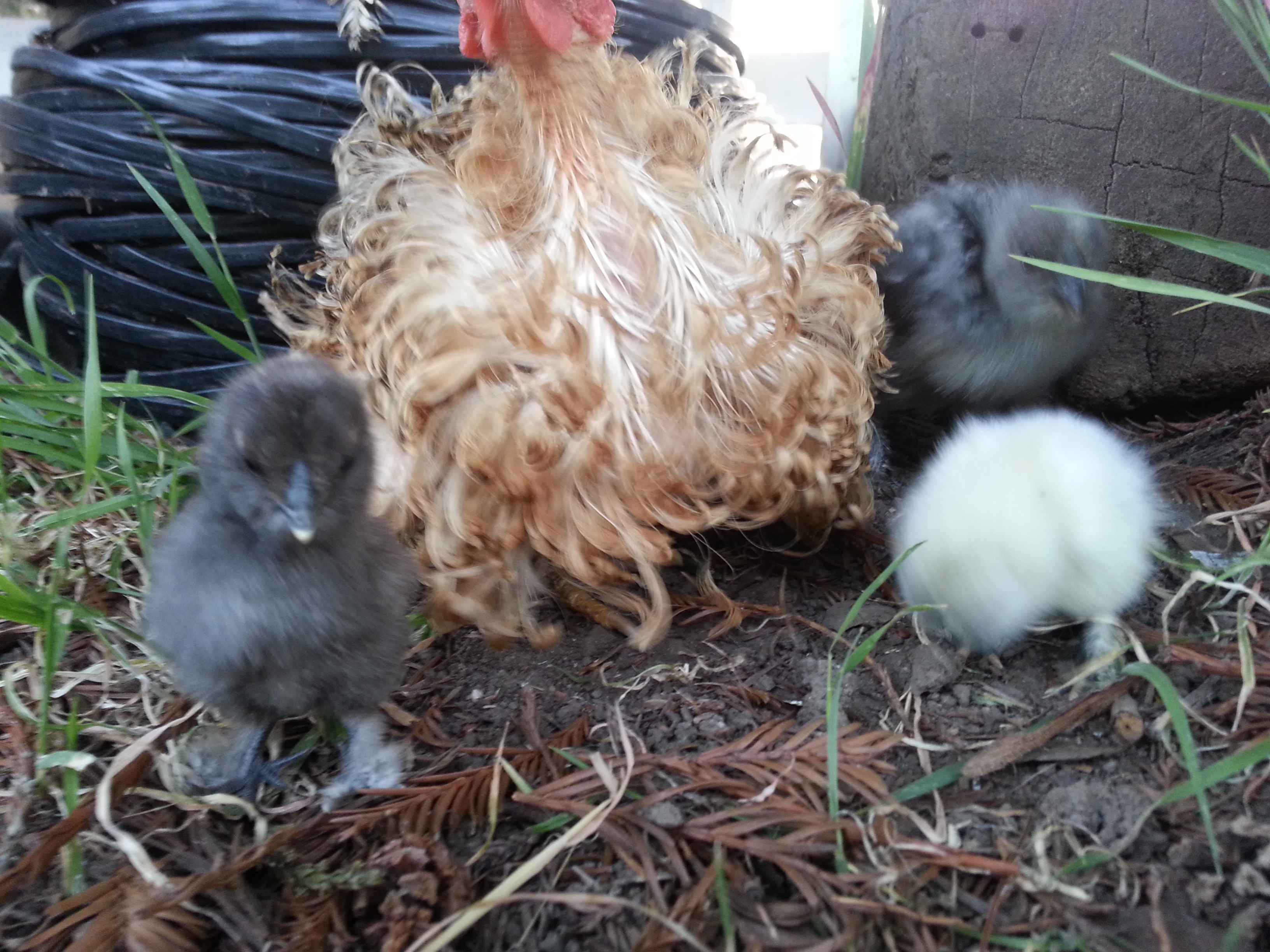Here is the other surviving hatchling.