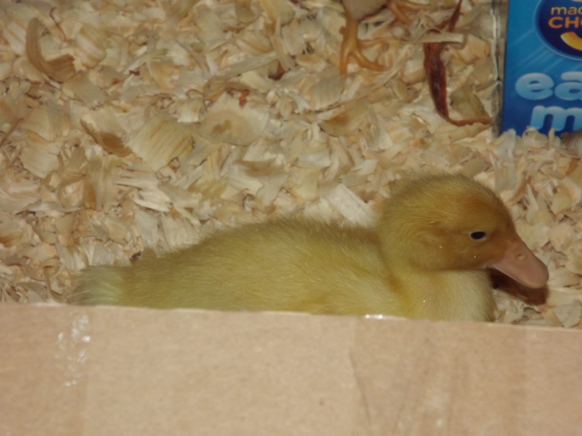 Here is what I think is my male Orpington...His name is Winston...he is very interactive and watches all the chicks comings and goings with a paternal eye...