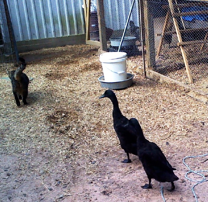 Here kitty kitty kitty.......