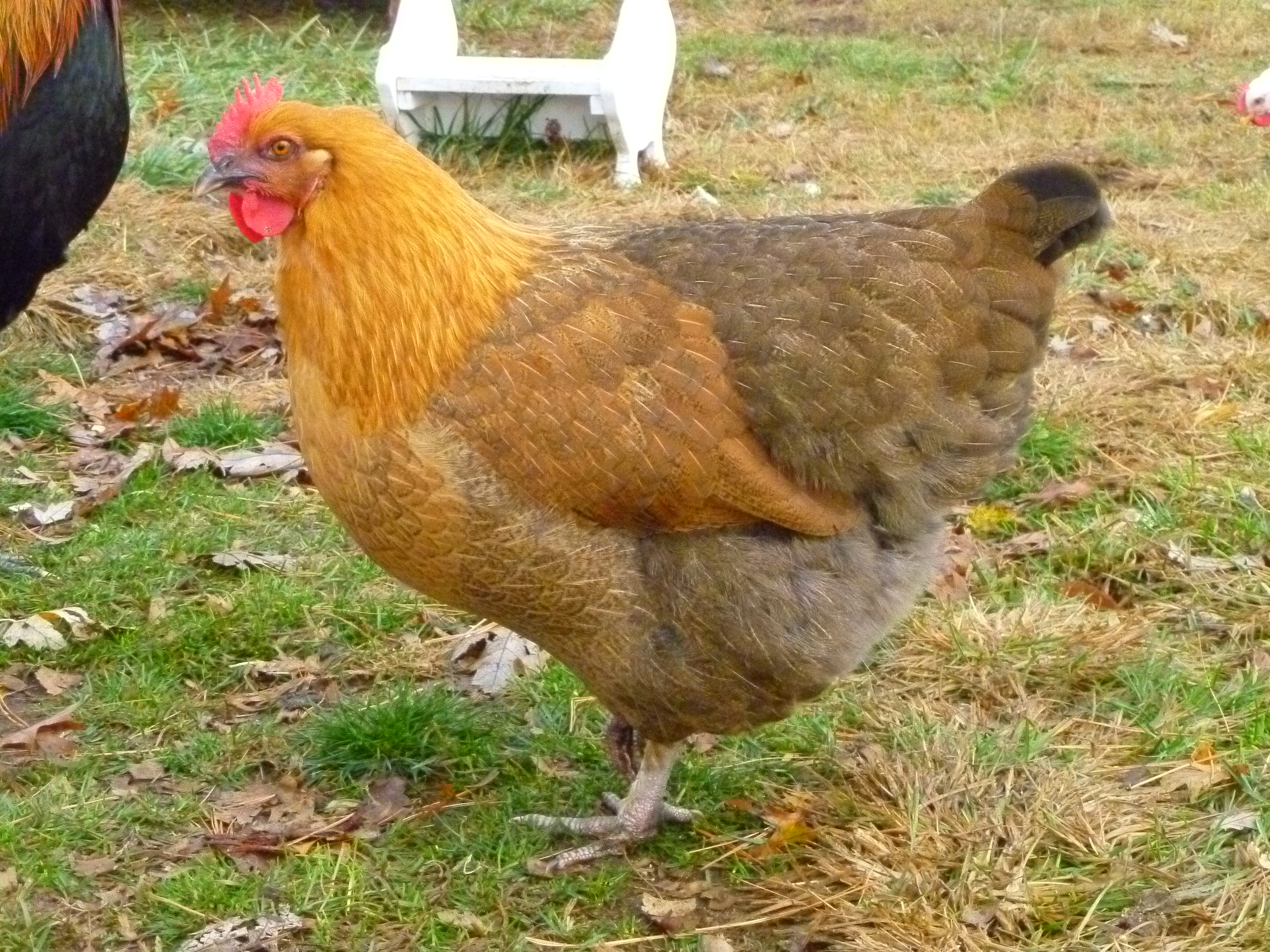 Here "she" is all grown up at 24 weeks.  It will be interesting to see what color of egg she lays, if she ever does!