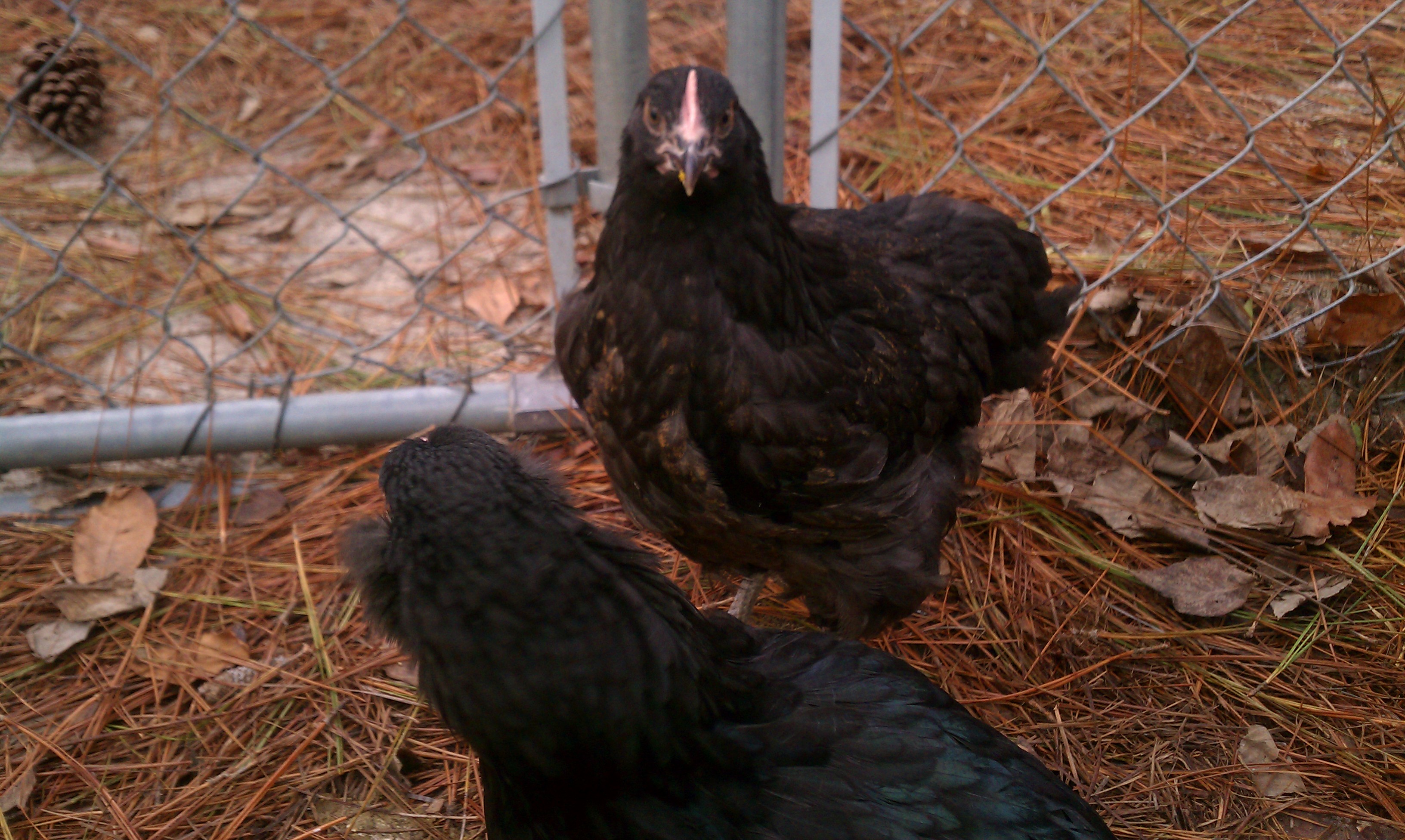 Here she is from the front.