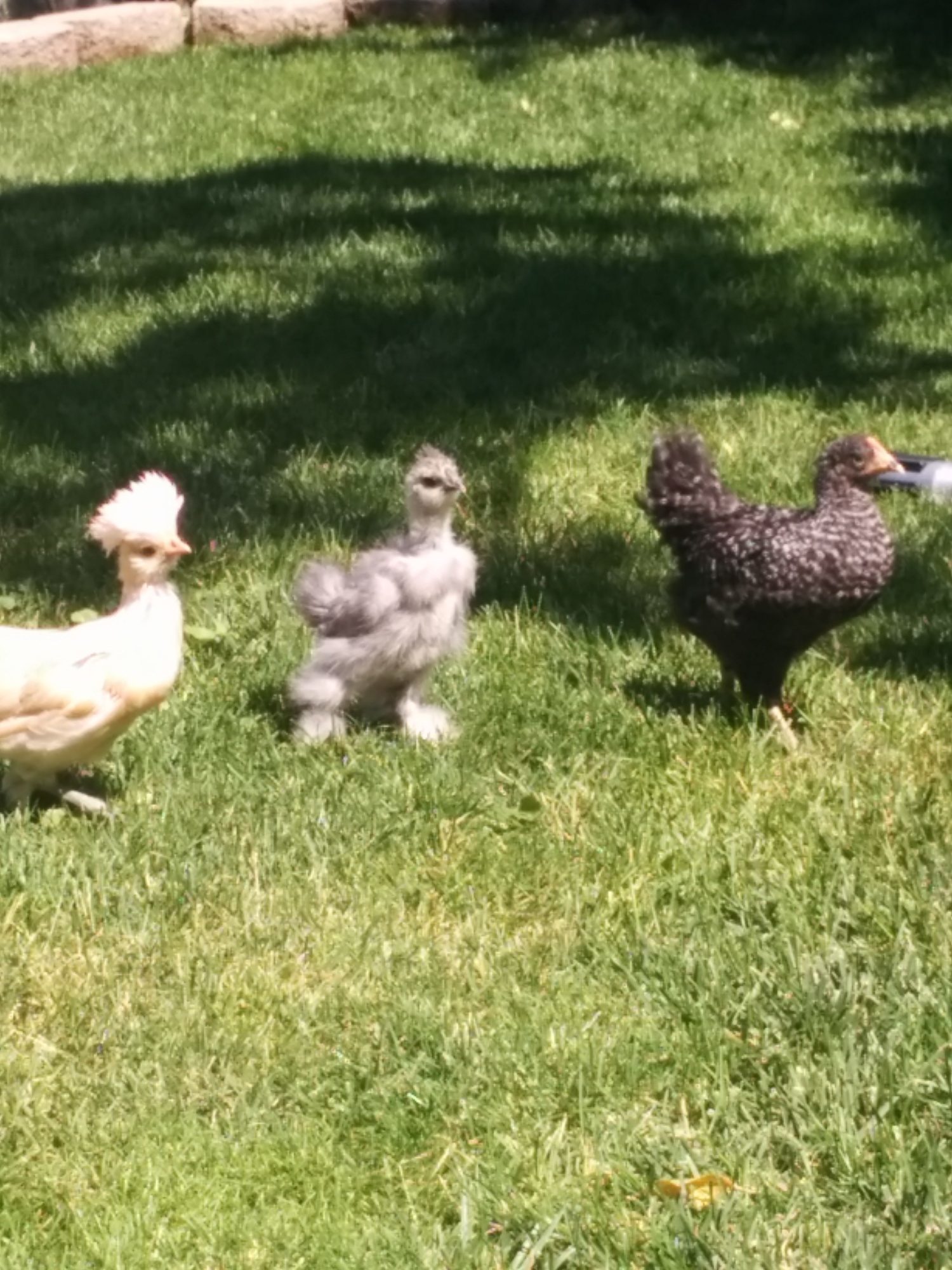 Here she is with some of the other band members. When she stands tall like this I wonder, but she is very shy and submissive. She also follows my Barred Rock pullet everwhere. I really hope this is a pullet,  I would hate to break up the band.