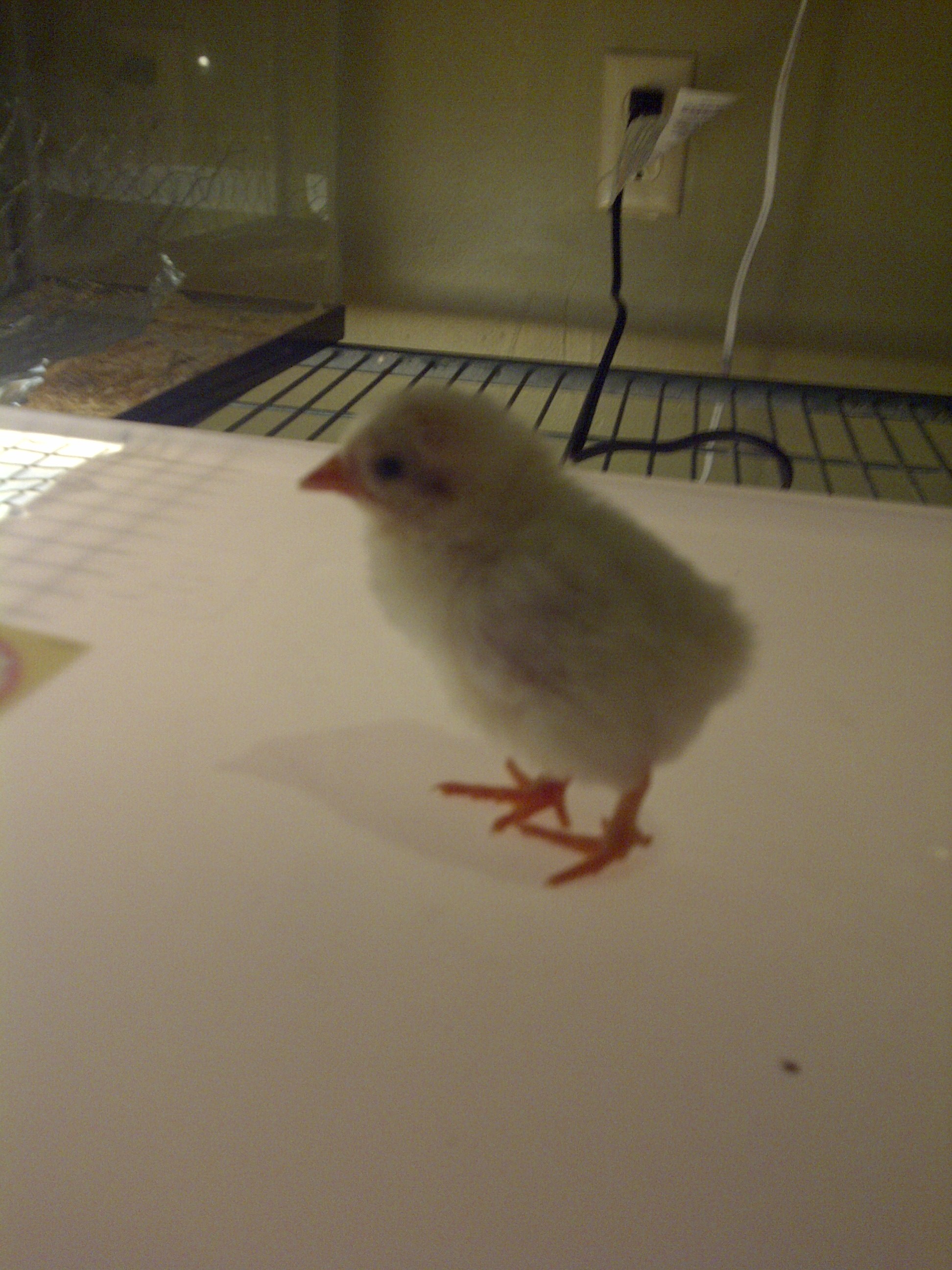 Here she is!