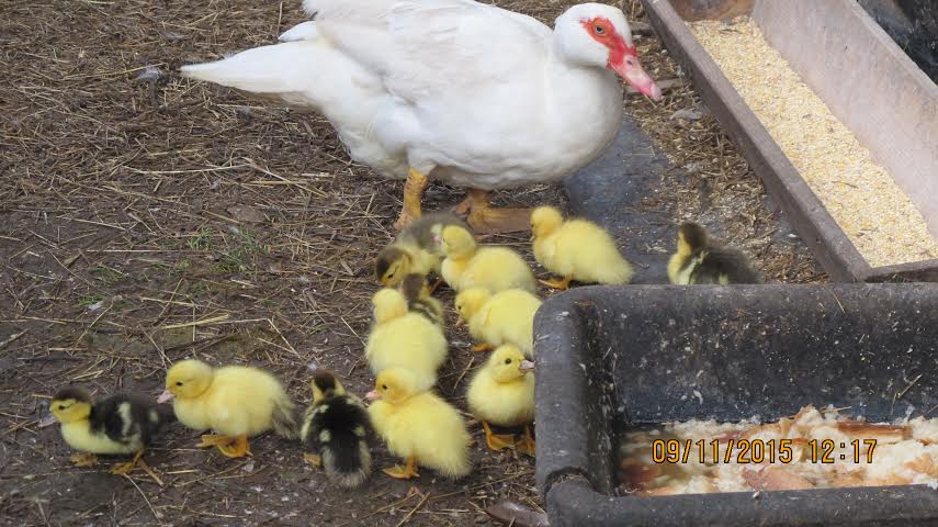 Here the bread, intended for the "adults" was a little to high, but nothing seems too far fetched for curious little ducks?