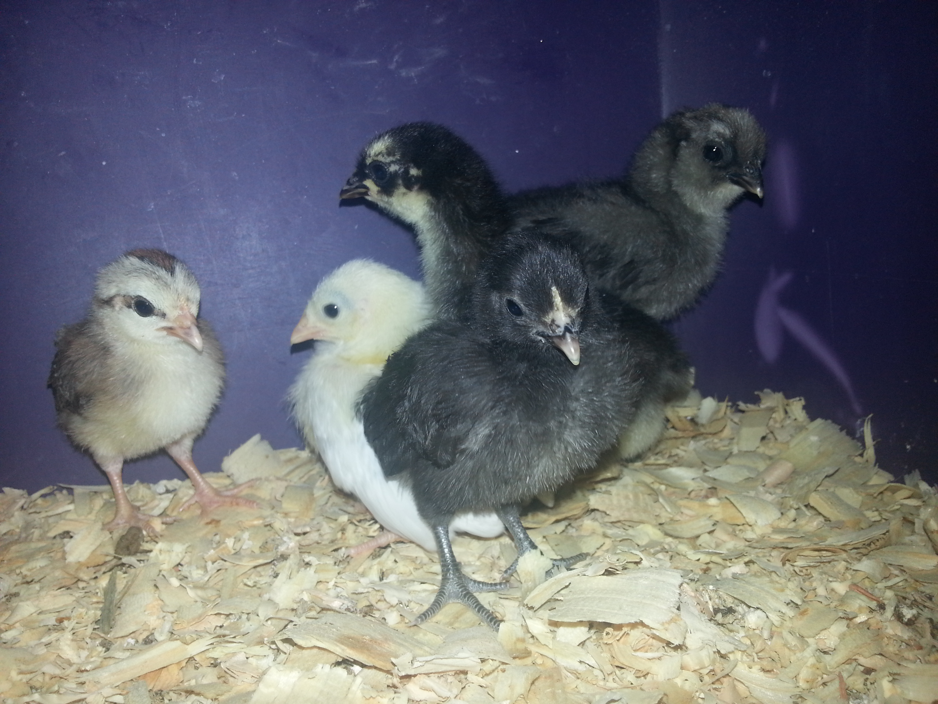 Here they all are... about 4 days old.  In the back is Manny, the chick hatched out from our Ameraucana hen and Silkie rooster.  Next to him is Evangeline (later re-named to Evan... after he started crowing!) who is a Black Cochin Bantum.  Across the front - the left chick is Chipmunk, and we THINK she is a Golden Duckwing Old English Game Bantum - the little yellow one is Yeller, who is now also crowing, and is turning out to be a Black Tailed White Japanese Bantum - up front is Bob, and she looks like a Black Old English Game Bantum... except her neck feathers are black and white now... so... we're not sure.  They are just the sweetest things!