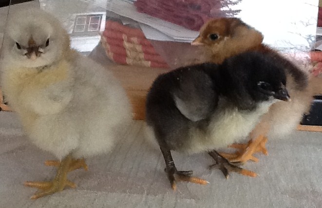 Here they are again!