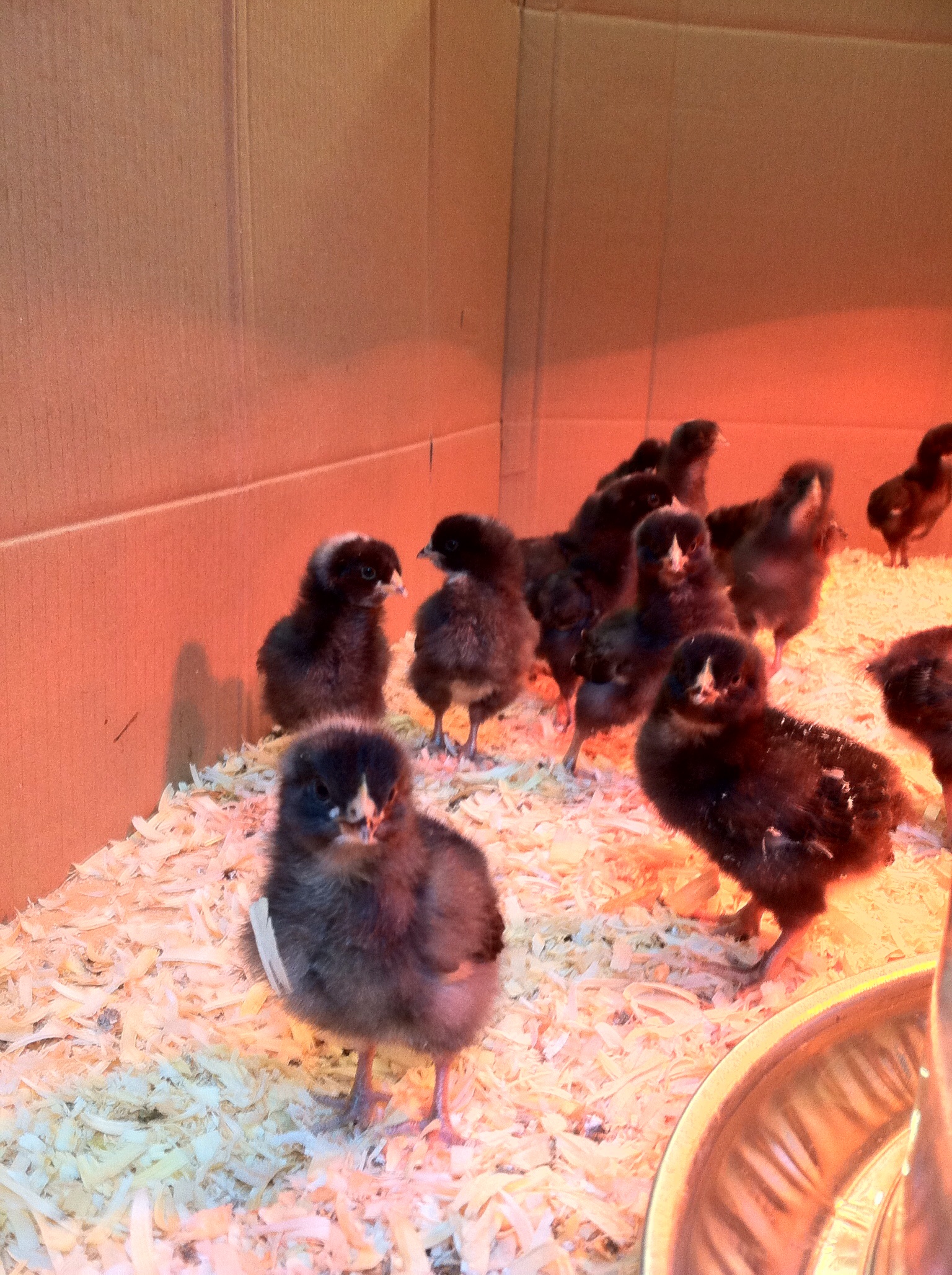 Here they are at one week old,not to happy I woke them up for this picture.