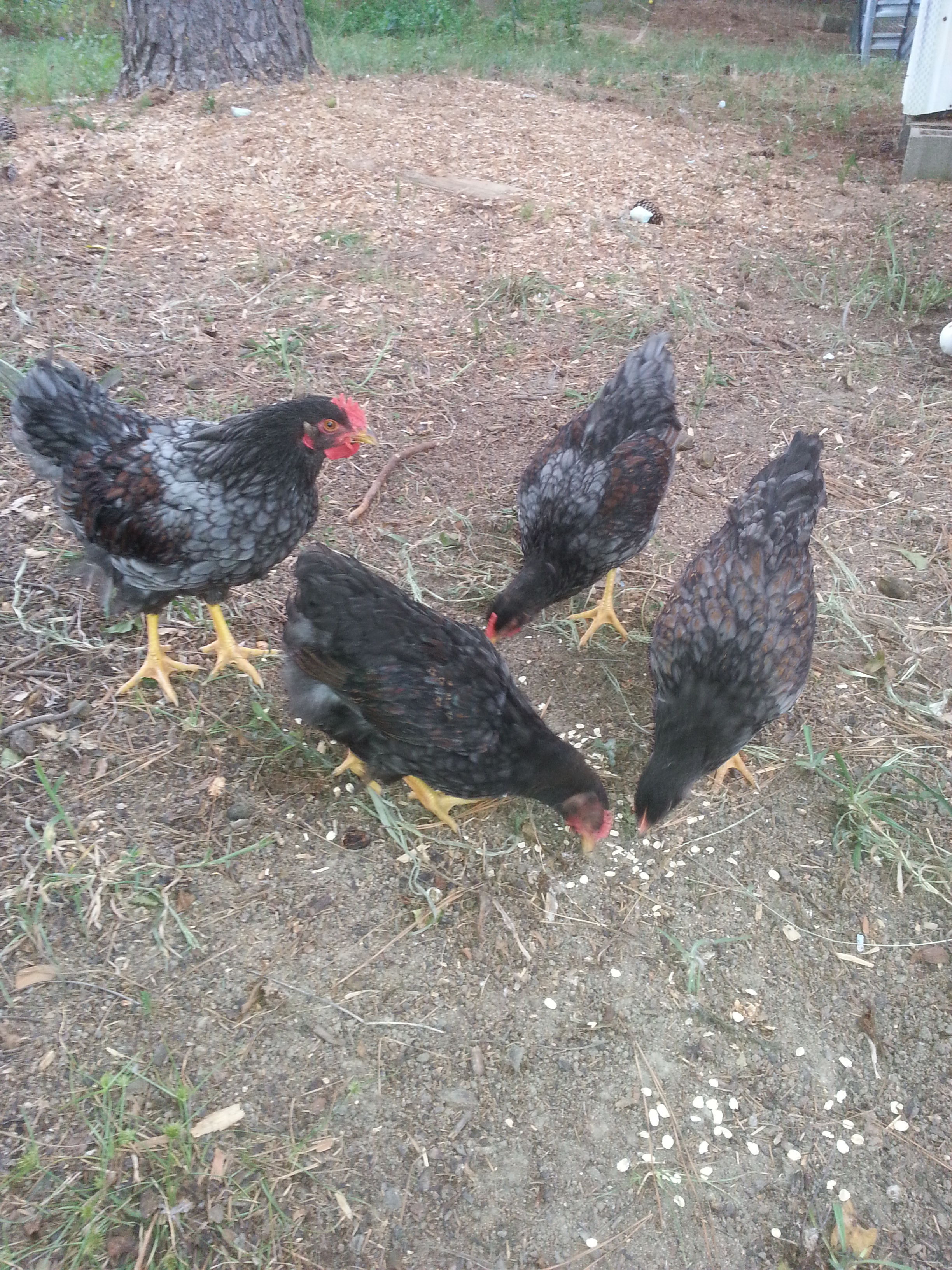 Here they are, Col. Sanders is keeping a close eye on the oatmeal eating making sure everyone gets their fair share. The little roo in the back is the one and only Black Double Laced we have, still working on his name. The middle roo in the front is a Blue Double Laced, my oldest son is still working on his name.
