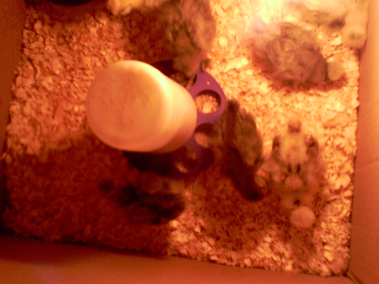 here they are in there brooder nice and clean with fresh water and feed.