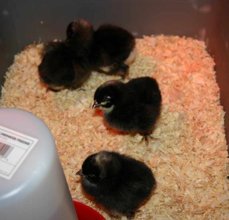 Here they are safe and sound. Barred Rock pullets