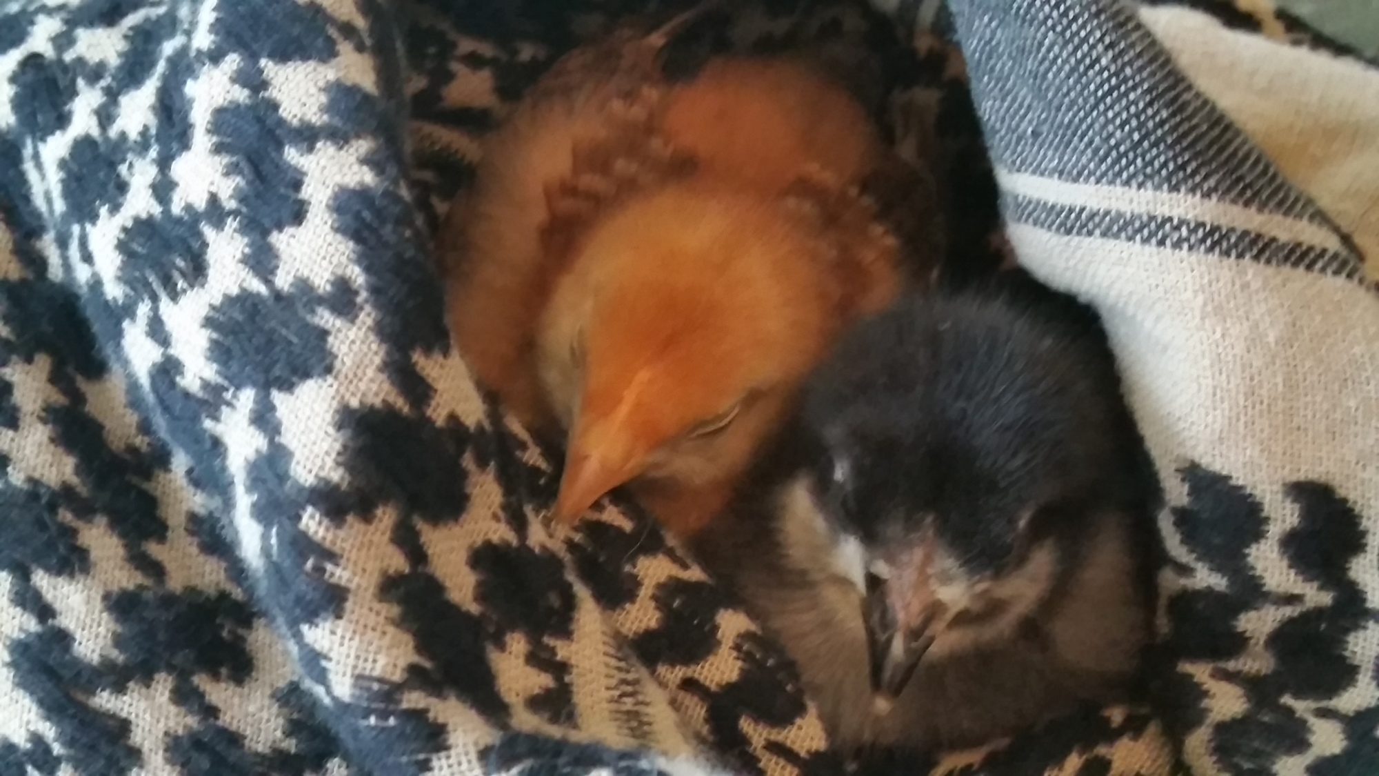 Here they are sleeping