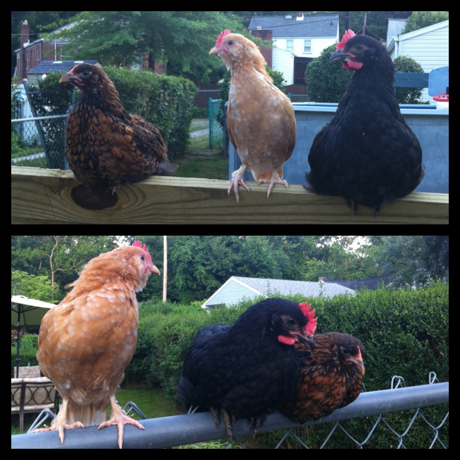 here they are