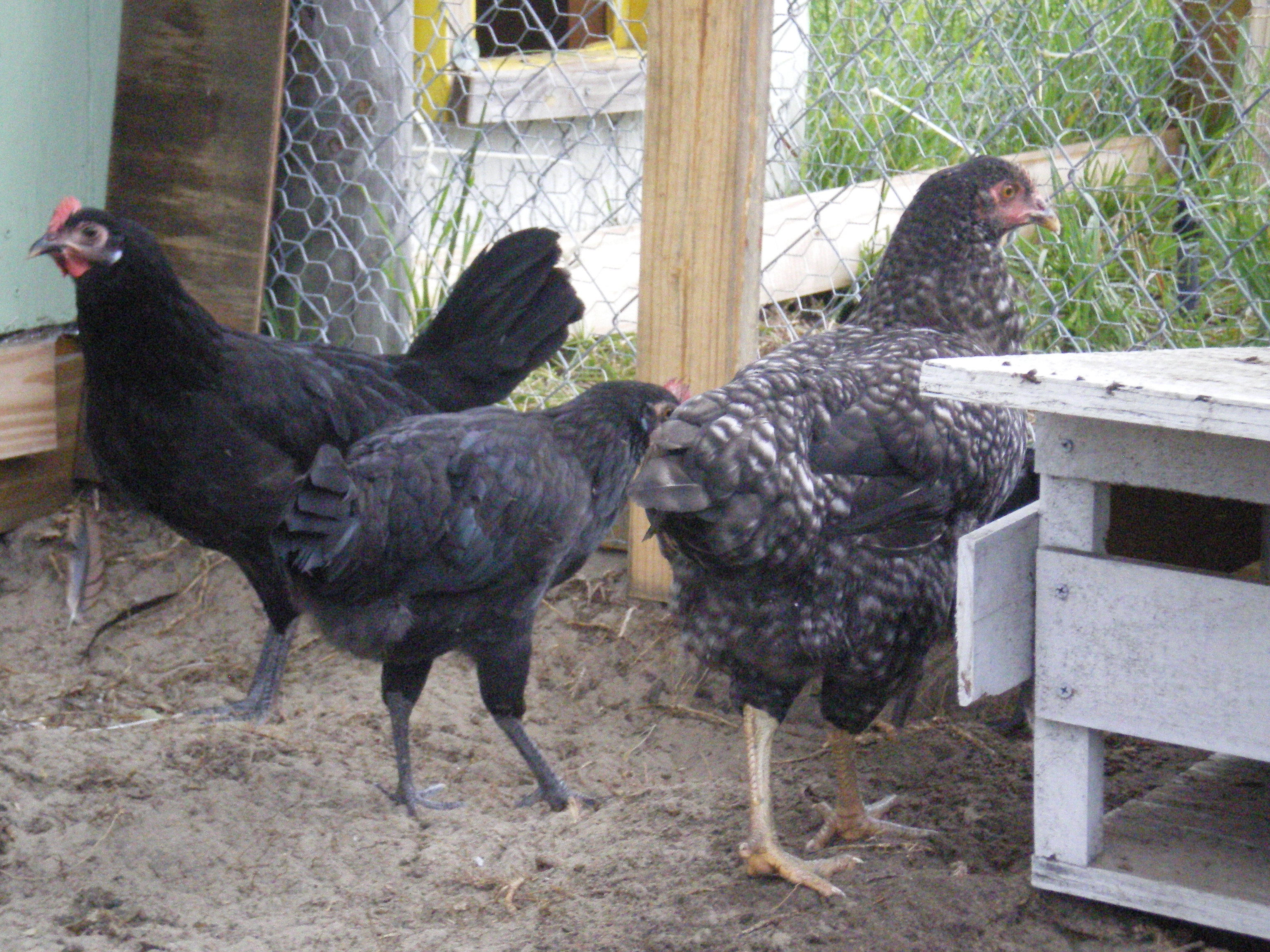 Here two Minorcas with Maran. same age. 15 wks
