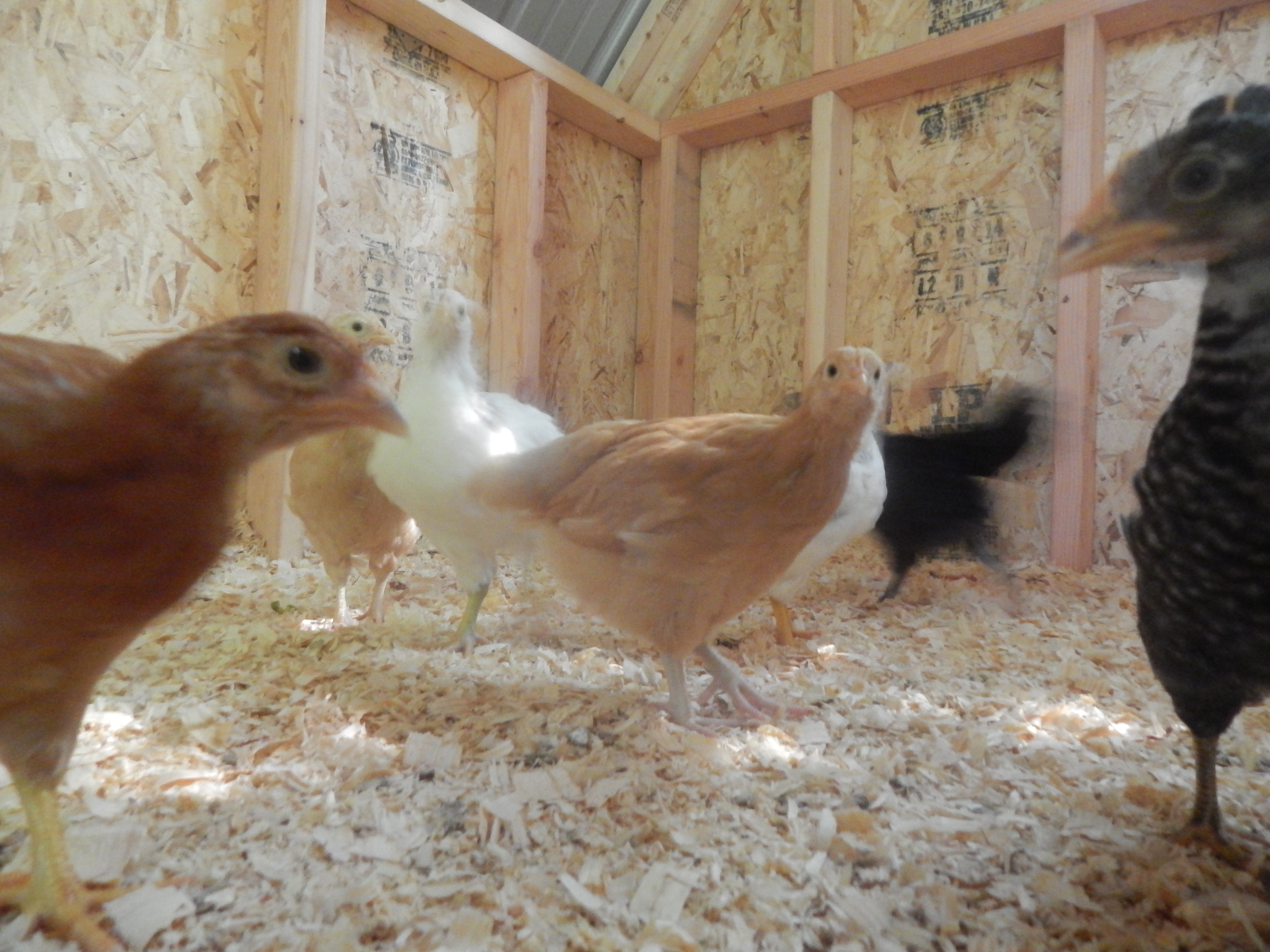 Here we are  5 weeks old. and still waiting to go outside of the coop. Hubby is working very slowly in this heat. I don't blame him.
