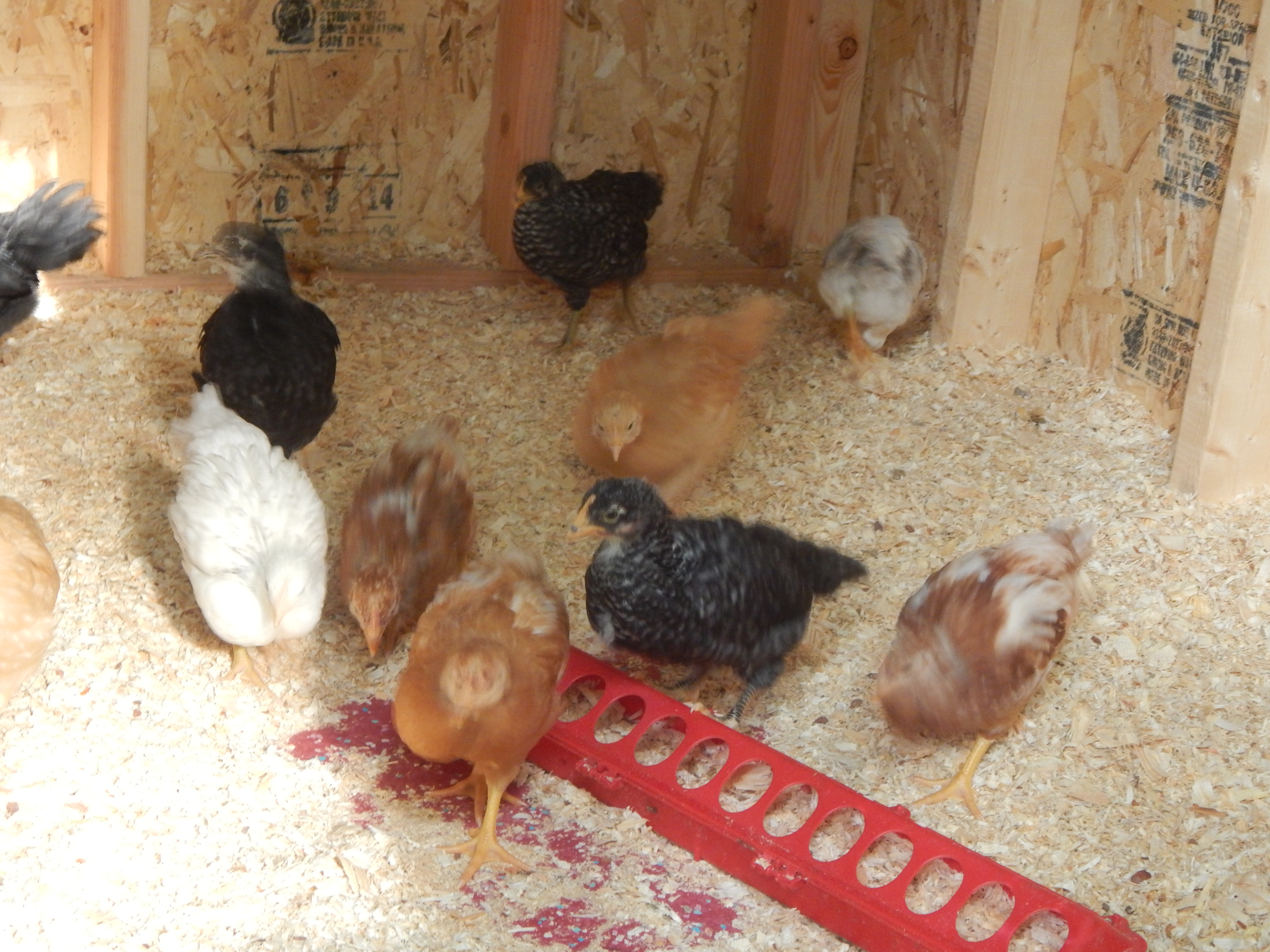 Here we are all comfy today! No more huddling in the corner scared out of minds!