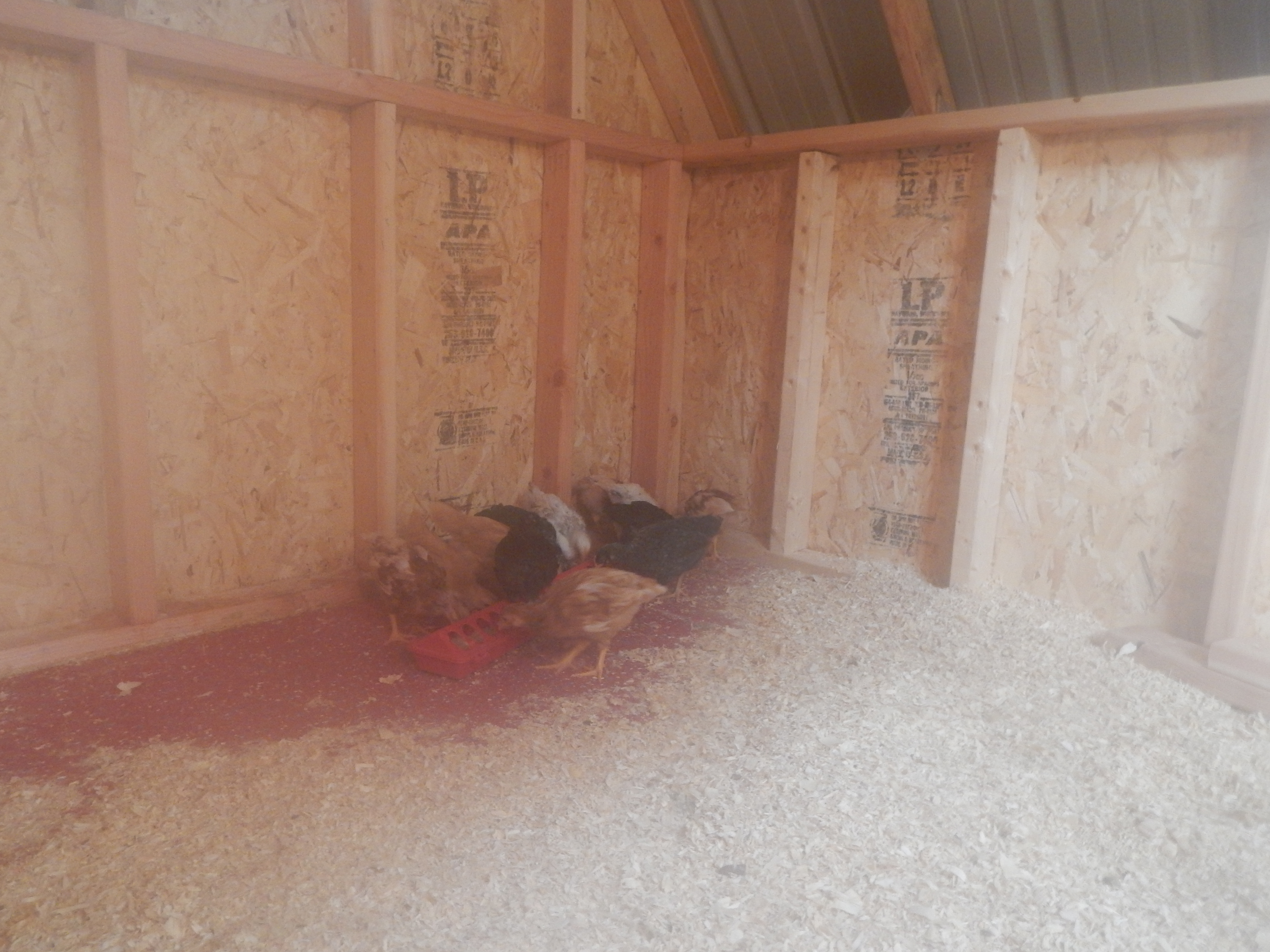Here we are in our new coop! And freaking out!
