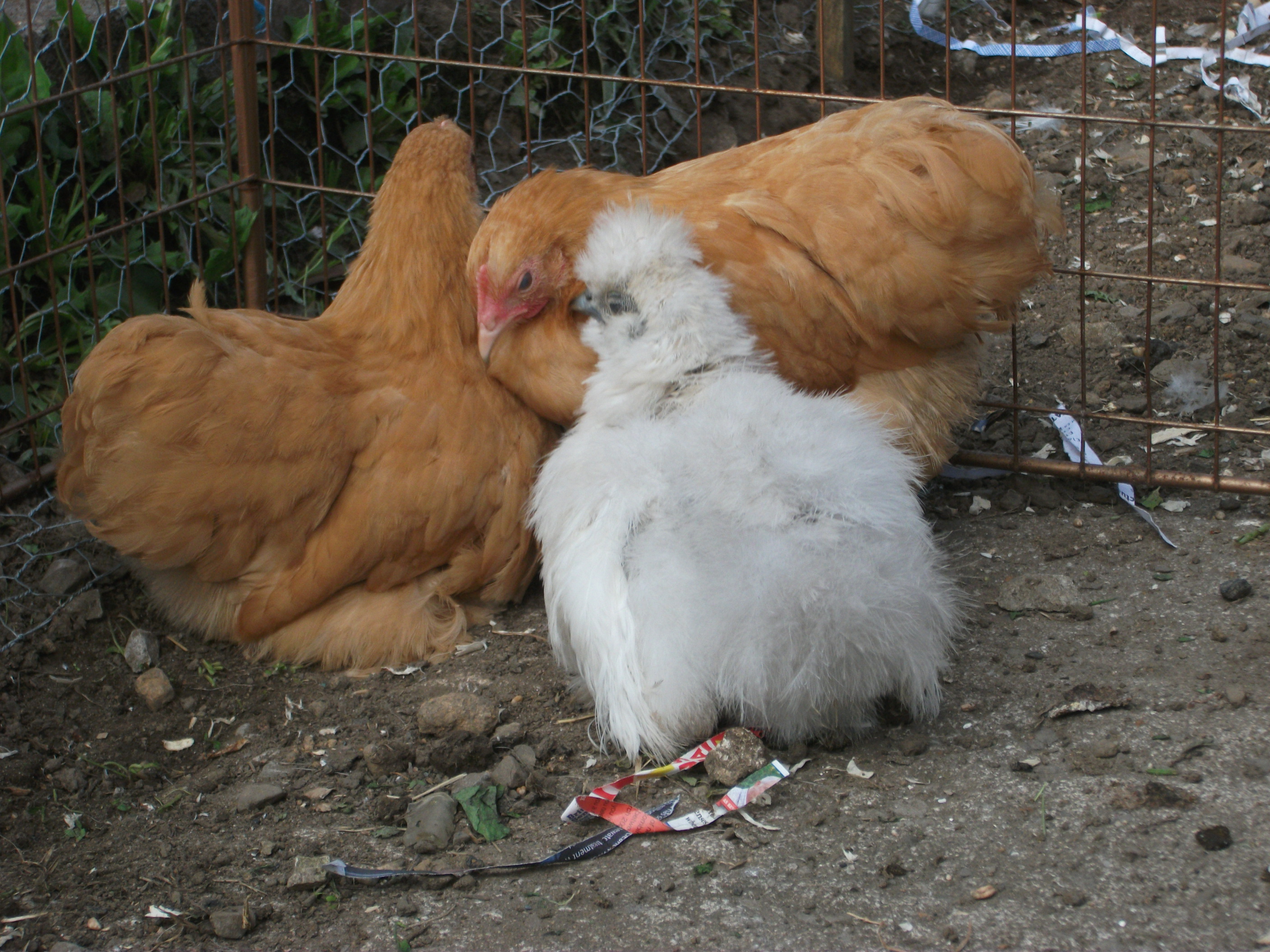 here we can see Ginger, Biscuit, and Snowy all huddled up together going to sleep haha, they did this a lot that day and it was cute XD