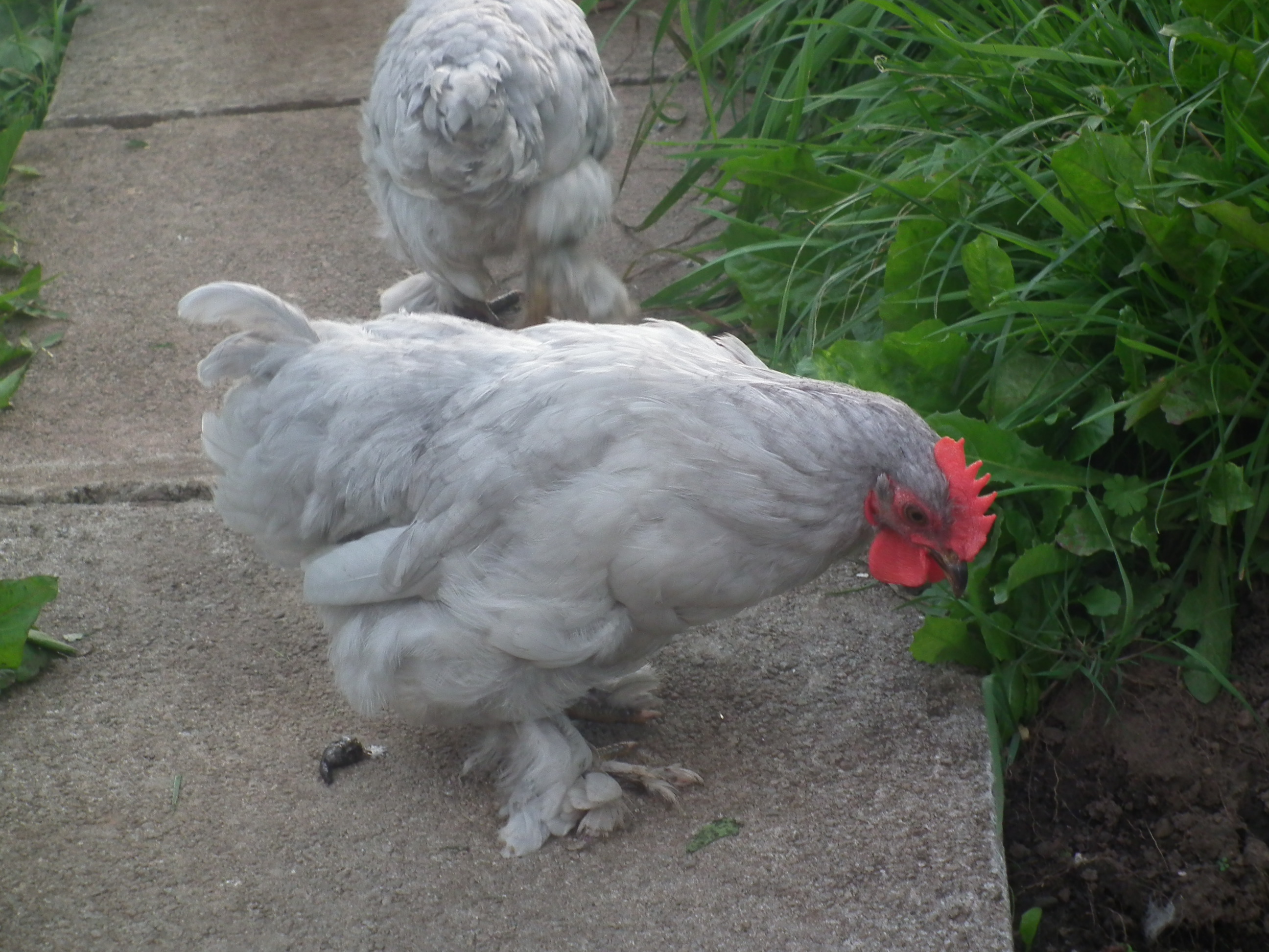 here we can see mister capone again, something in the beetroots seems to have caught his eyes haha XD
