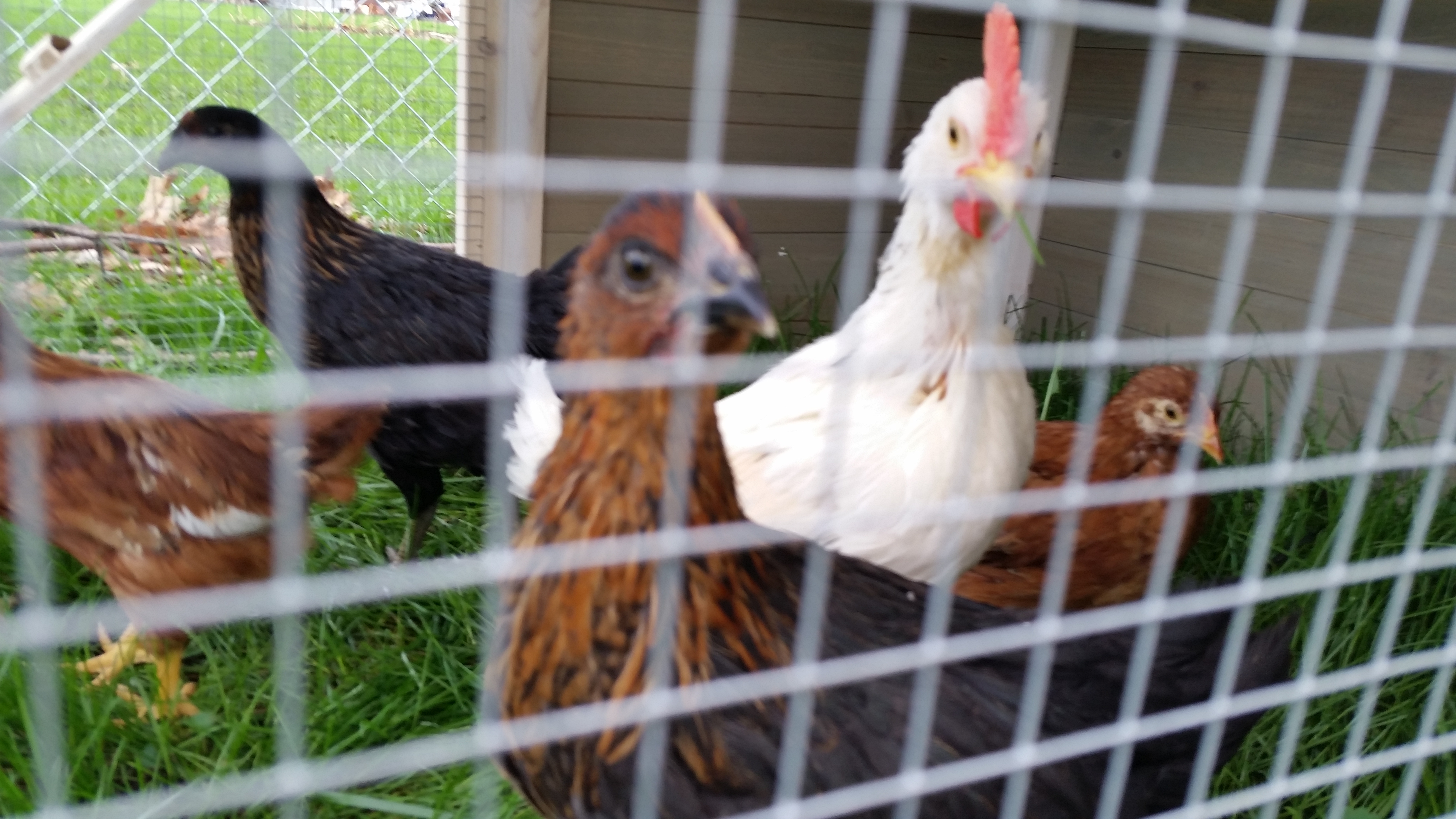 Here we have Blondie (White) but i am starting to think its a roo . . . seriously grrr
Out of 6 birds 2 are roos

On from is Deedee lil red on right is Reba and black on back is Beyonce.

You can see the tail end of Clay our other rooster.