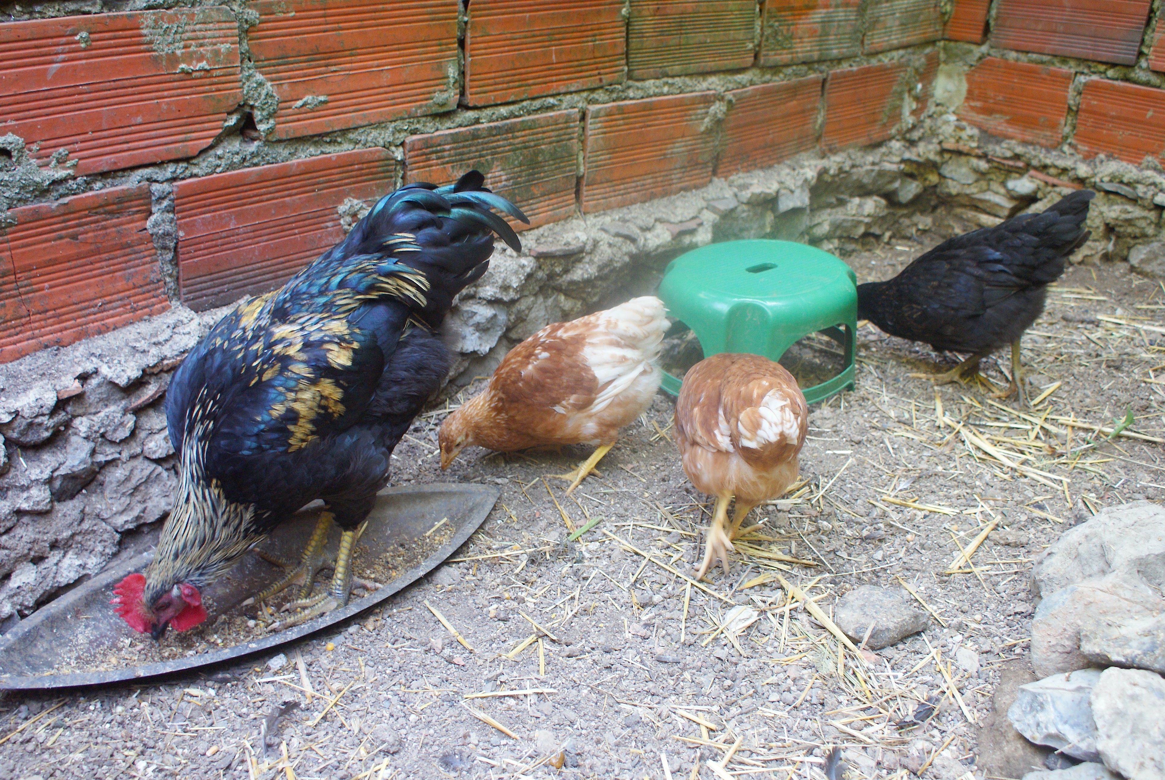 Here we have Mr. Kelly, the rooster, along with some of his younger companions. Next to him is Vicky, the smallest of the group. As you see, there is *some* difference in size!