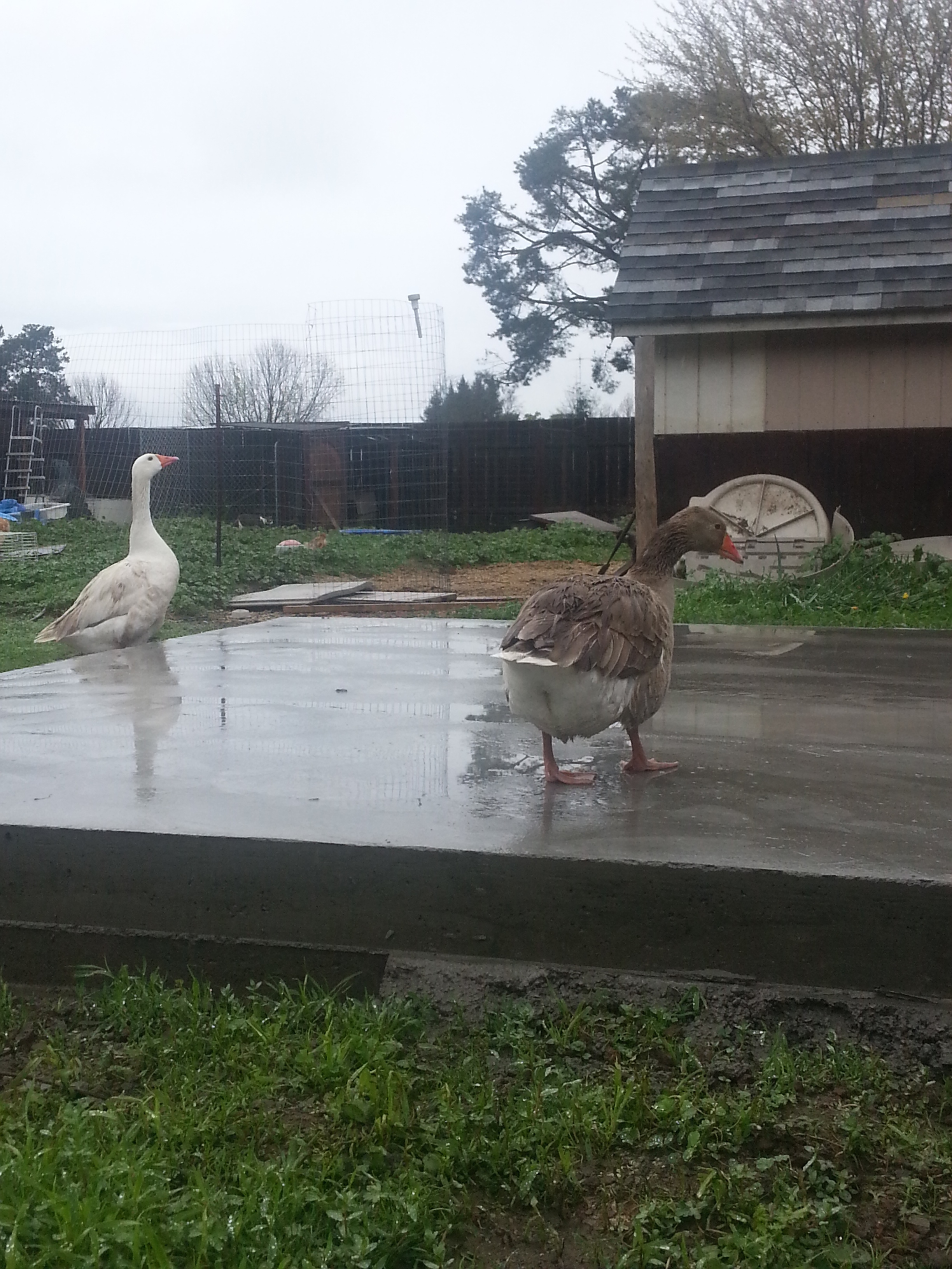 Here we see my cement slab for my new Shed, with the palace in the background. There is going to be a nice fence between the two in the next 10 years, or when he gets around to it.
So bonnie decided to hop up the side close to mommy, while Clyde used manners and used the step. Ever the gentleman.