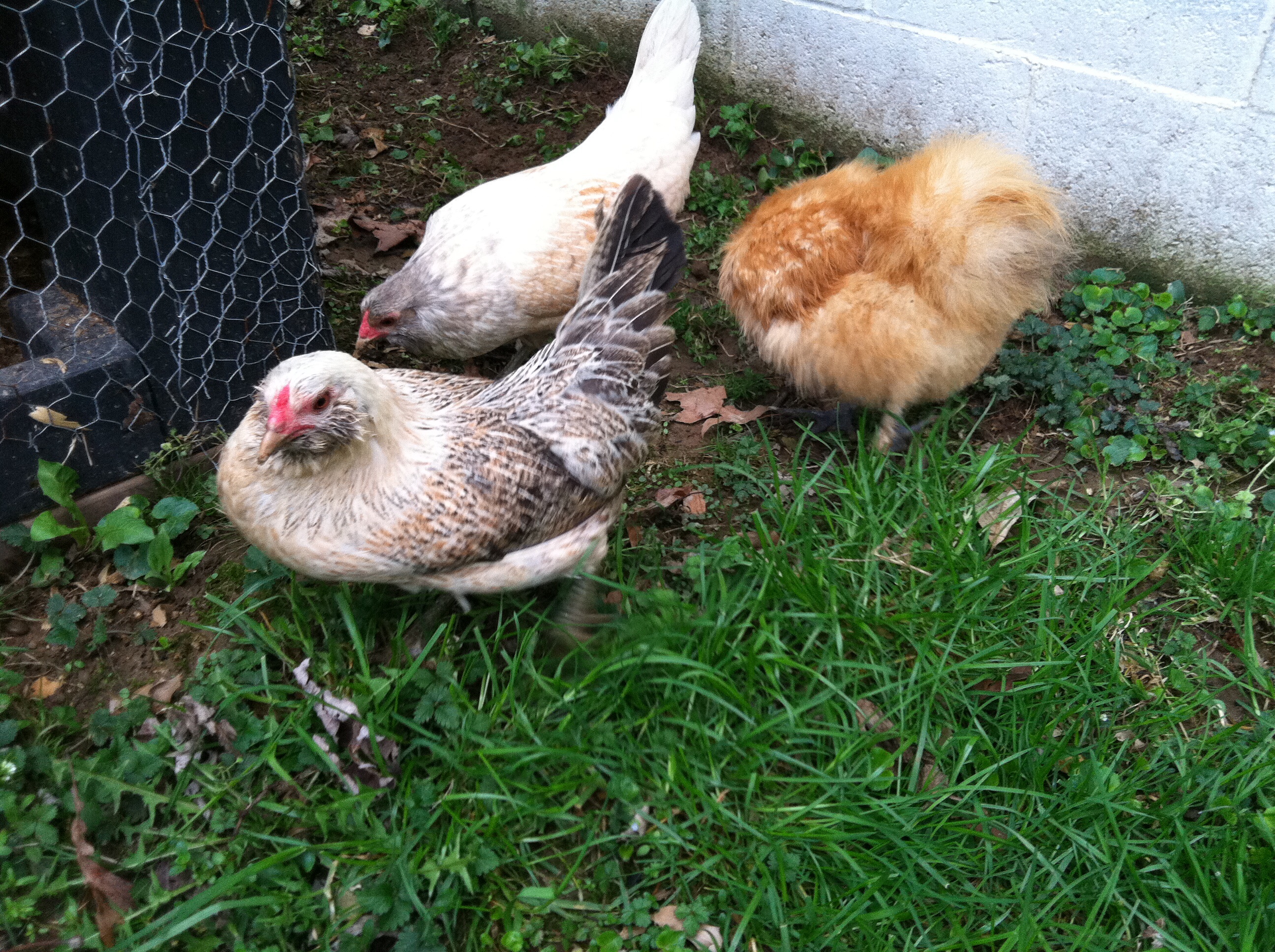 Here with Minnie are Dolly & June, they are both Easter egger bantams.