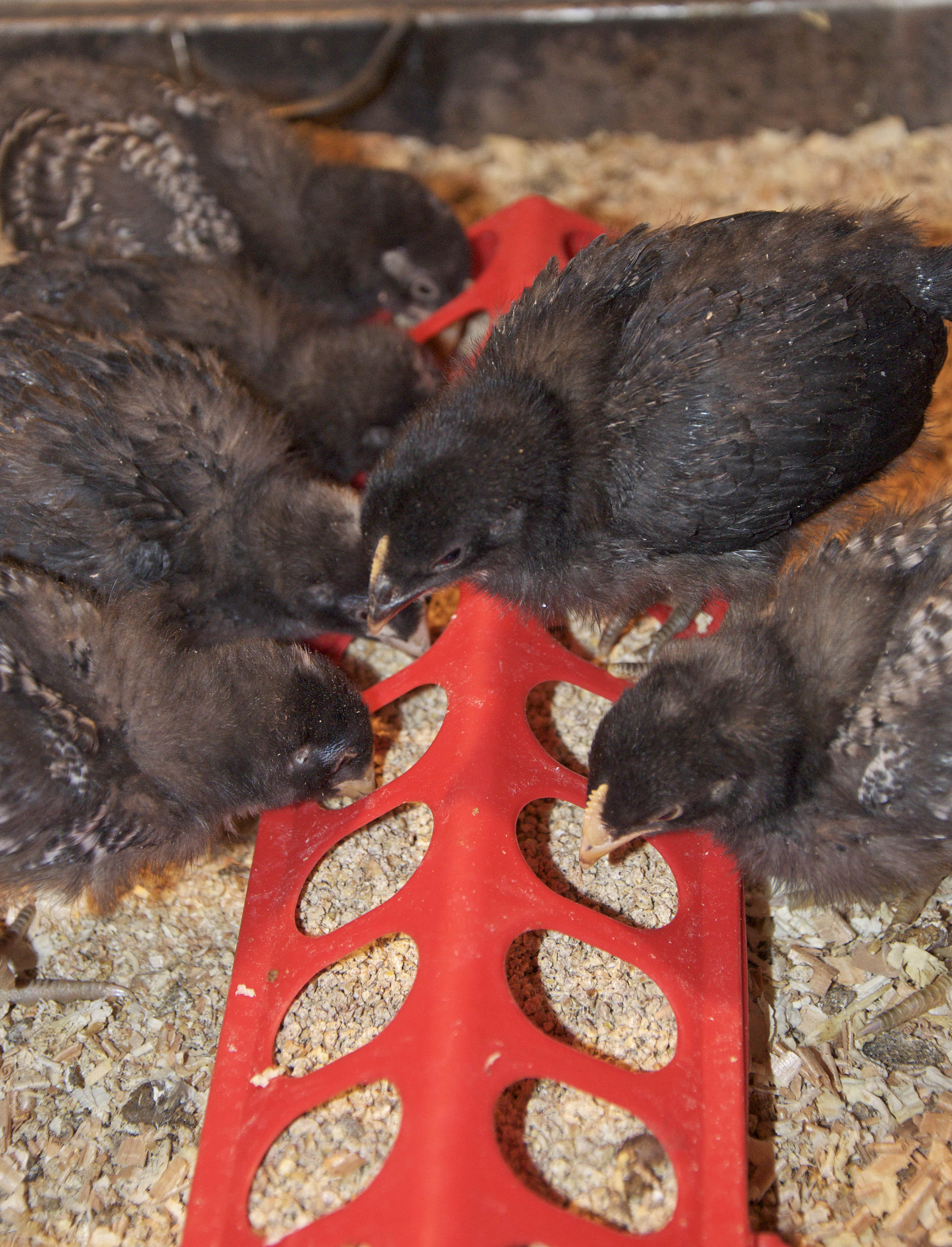 Here you can see the 6 of them...they are almost 3 weeks old. The one on top of the feeder is pretty much fully black, is it normal for a Barred Rock? Or did I get a different bread of chicken?