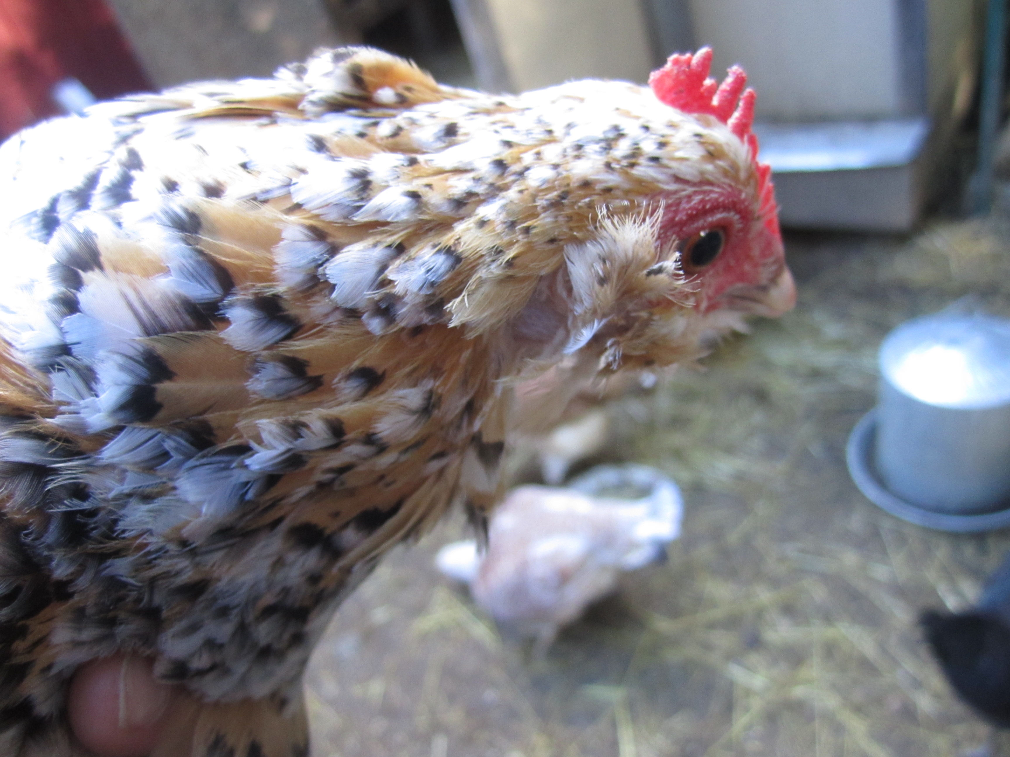 Here's a better picture.