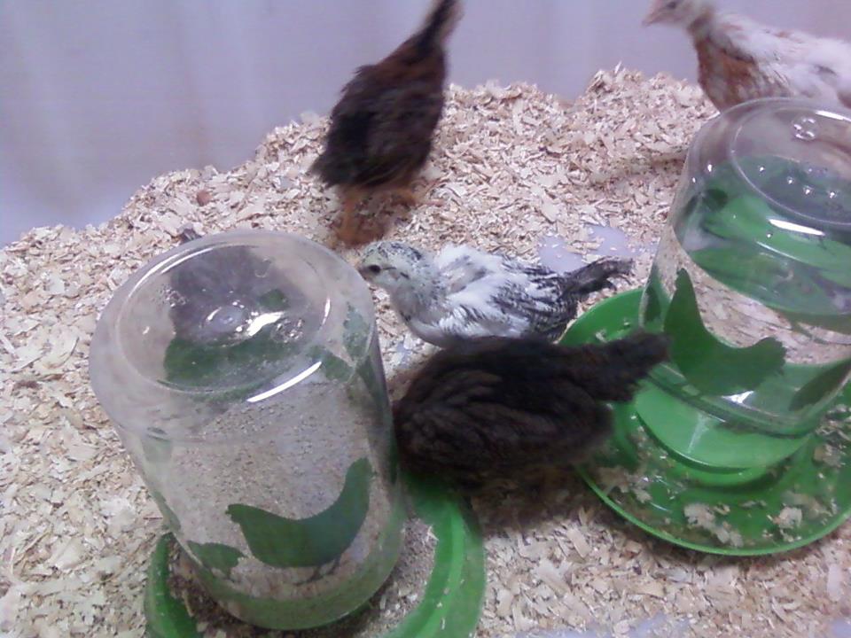 Here's a few cross chickens in a brooder about ready to go outside