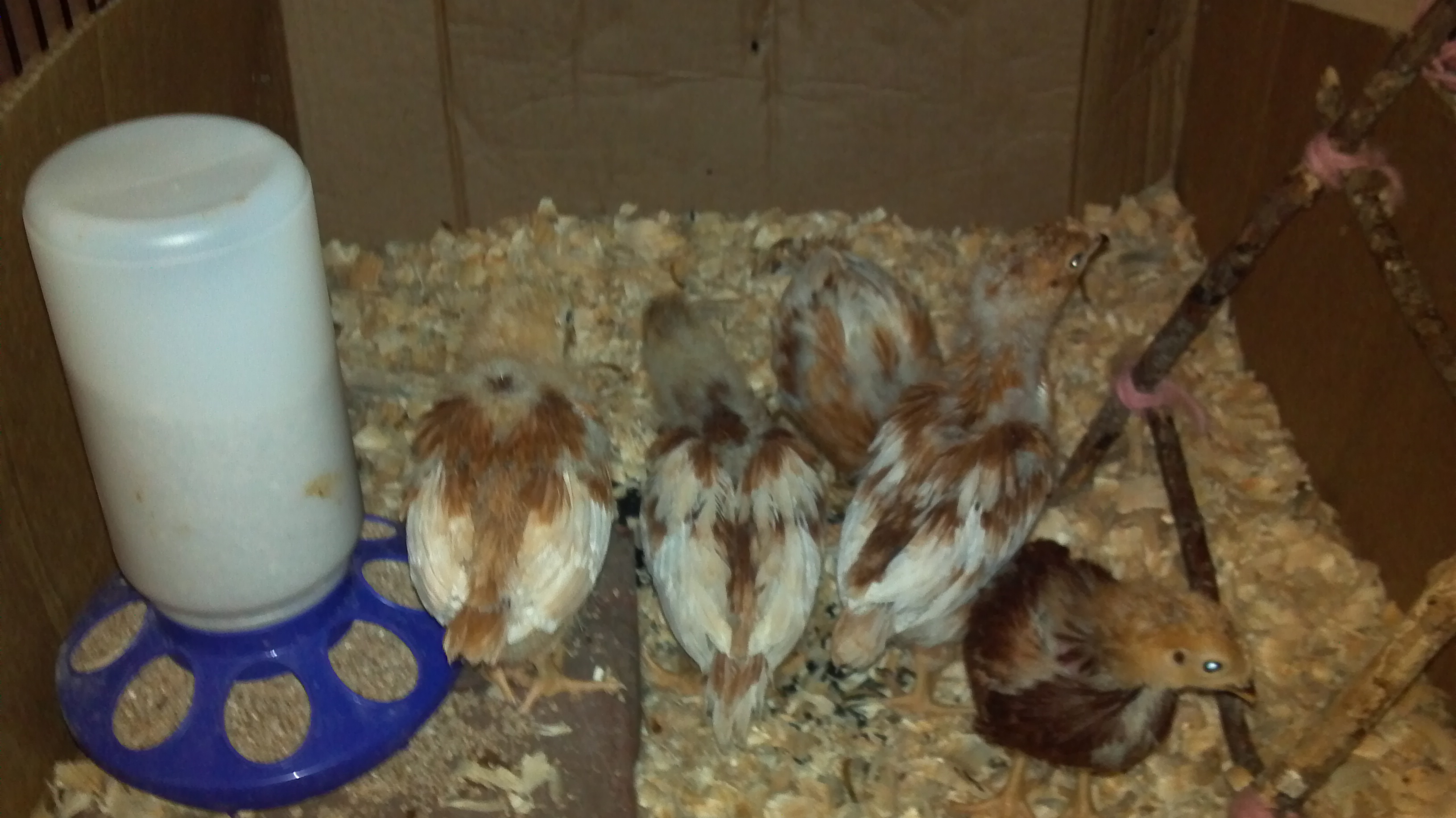 Here's a good look at my chicks backs these were hatched on about Feb 26th so they will be 4 wks on Sunday ...there are 4some "pullets"and 2 are "red pullets" ... but not sure what breed they are...ideas?